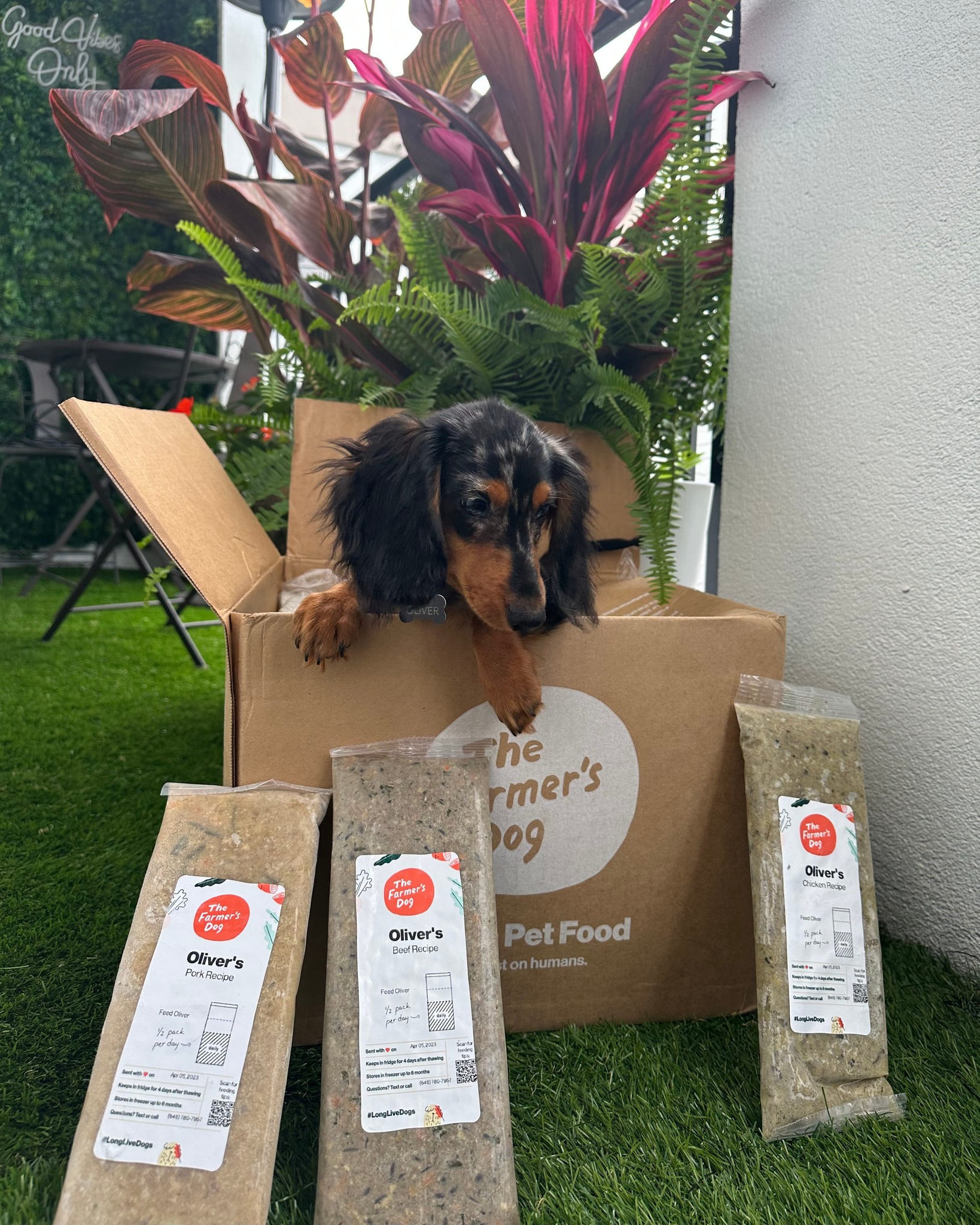 Dachshund puppy inside an open Farmer’s Dog box surrounded by three packs of fresh food labeled “Oliver’s”.