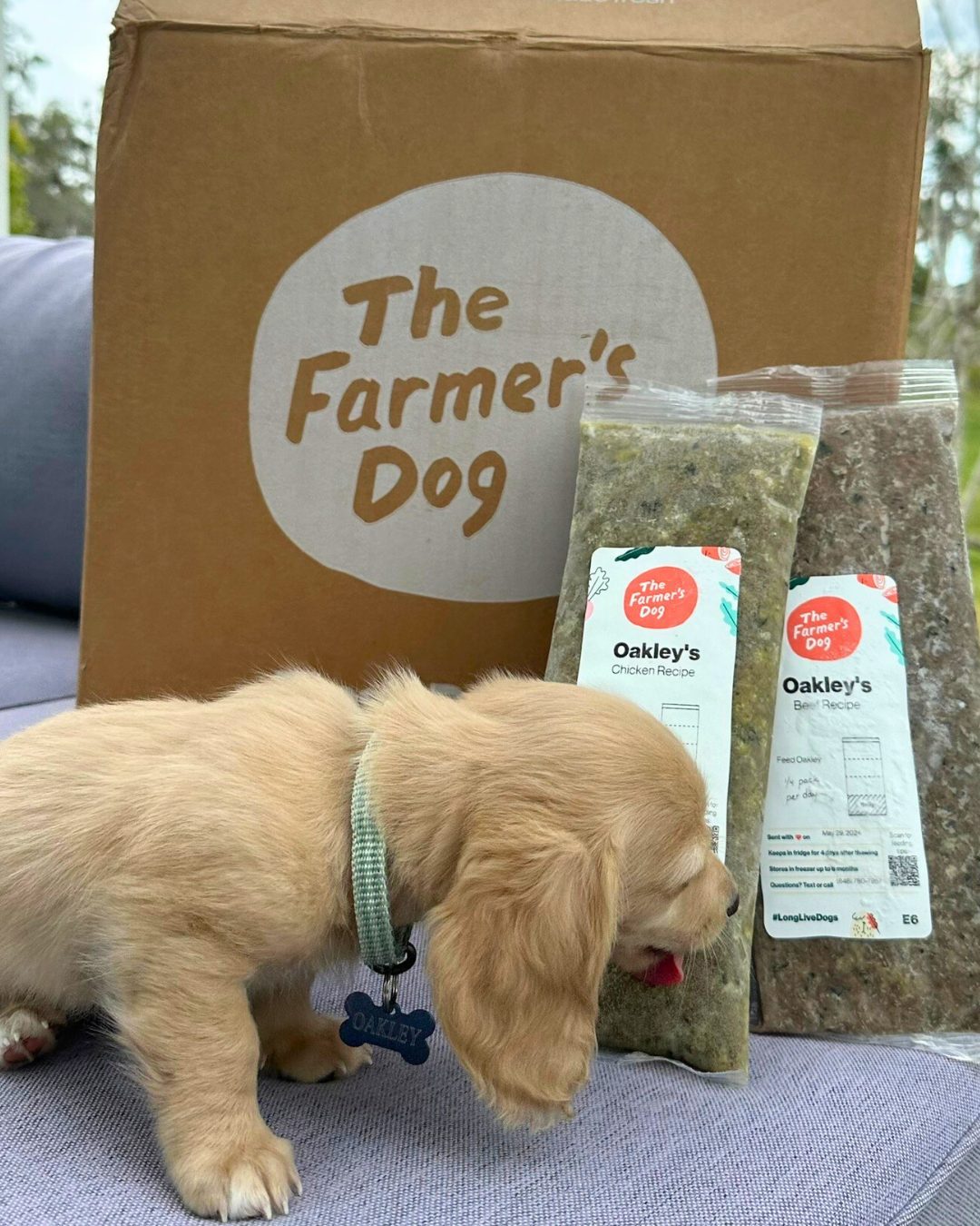 Cream-colored puppy named Oakley sniffing Farmer’s Dog pouches of chicken and beef recipes in front of a branded box.