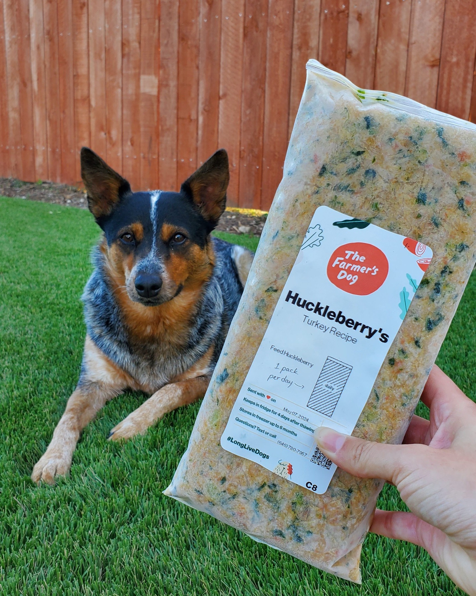 Australian Cattle Dog laying on grass with a pouch of The Farmer’s Dog turkey recipe labeled “Huckleberry’s” held in the foreground.