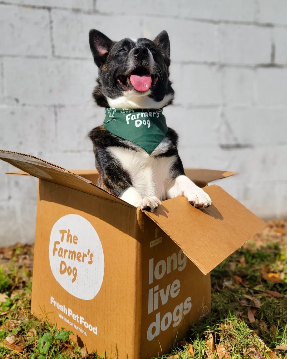 Happy dog wearing a green The Farmer’s Dog bandana sitting inside branded box outdoors on grass.