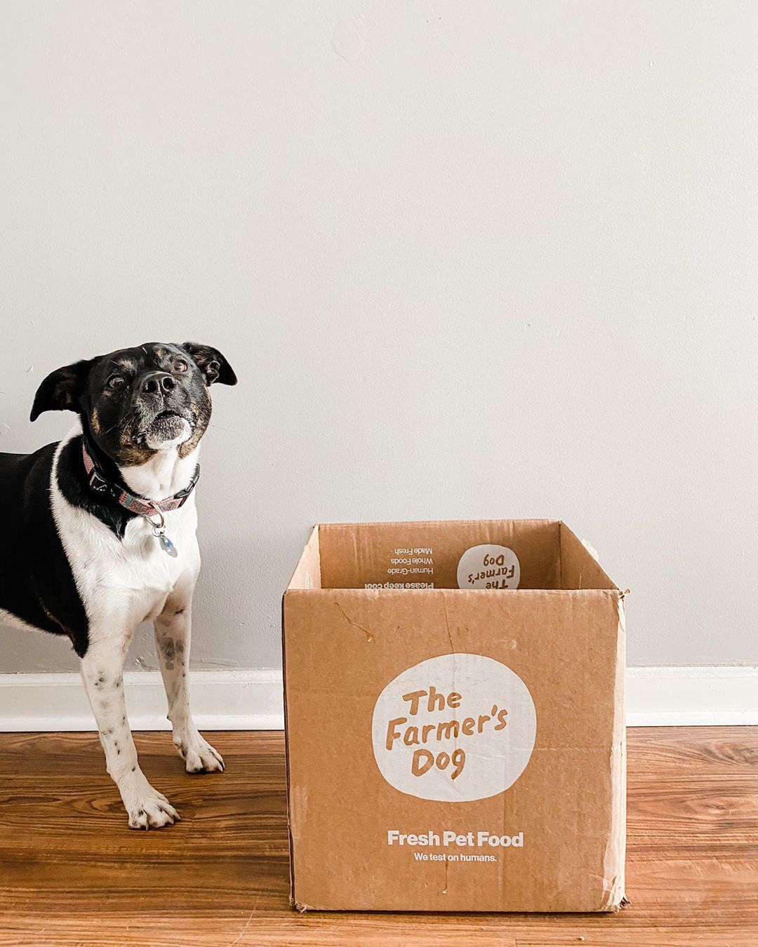 Black and white dog standing next to an empty The Farmer’s Dog delivery box.