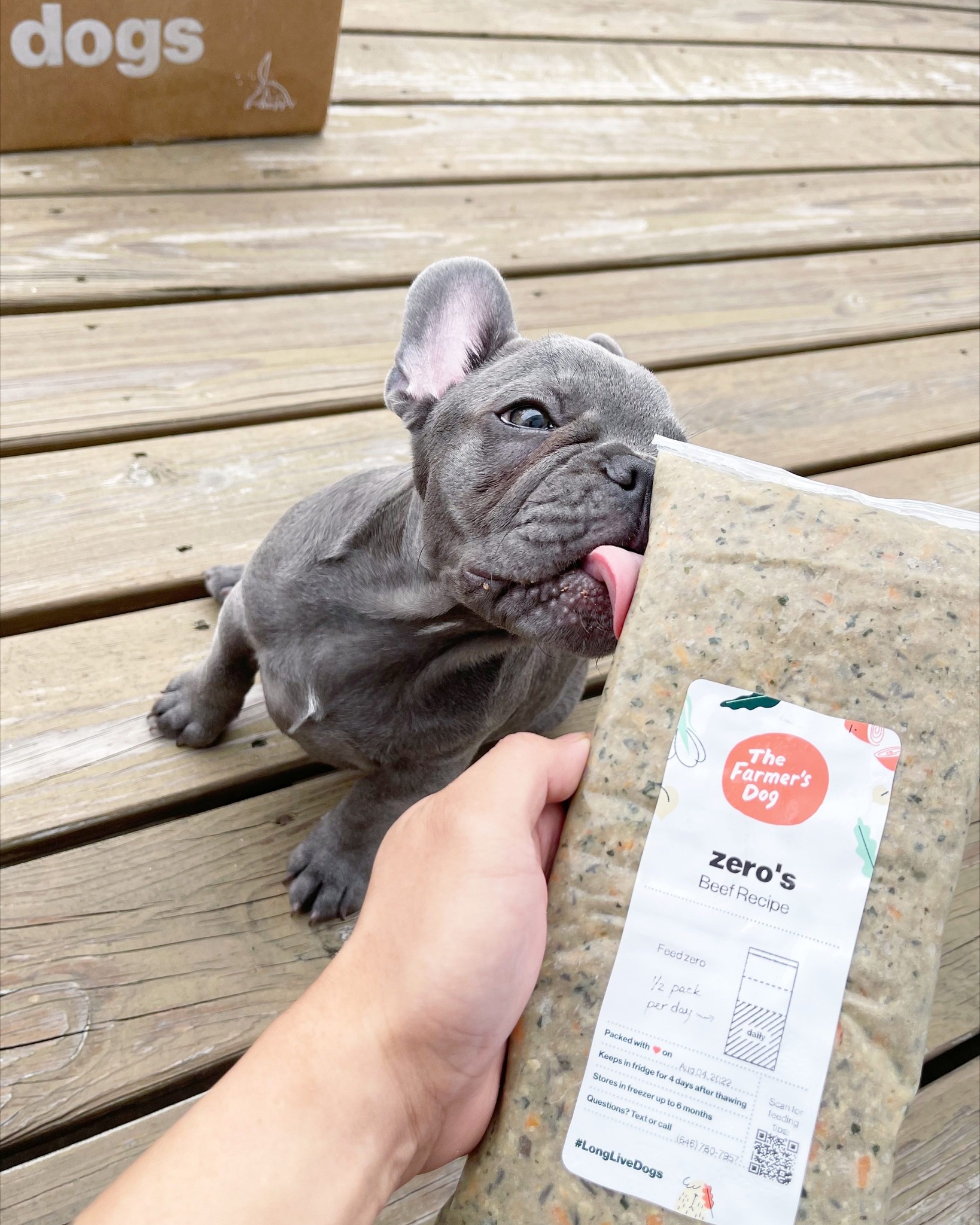 French Bulldog puppy licking The Farmer’s Dog beef recipe pack on wooden deck next to branded box.