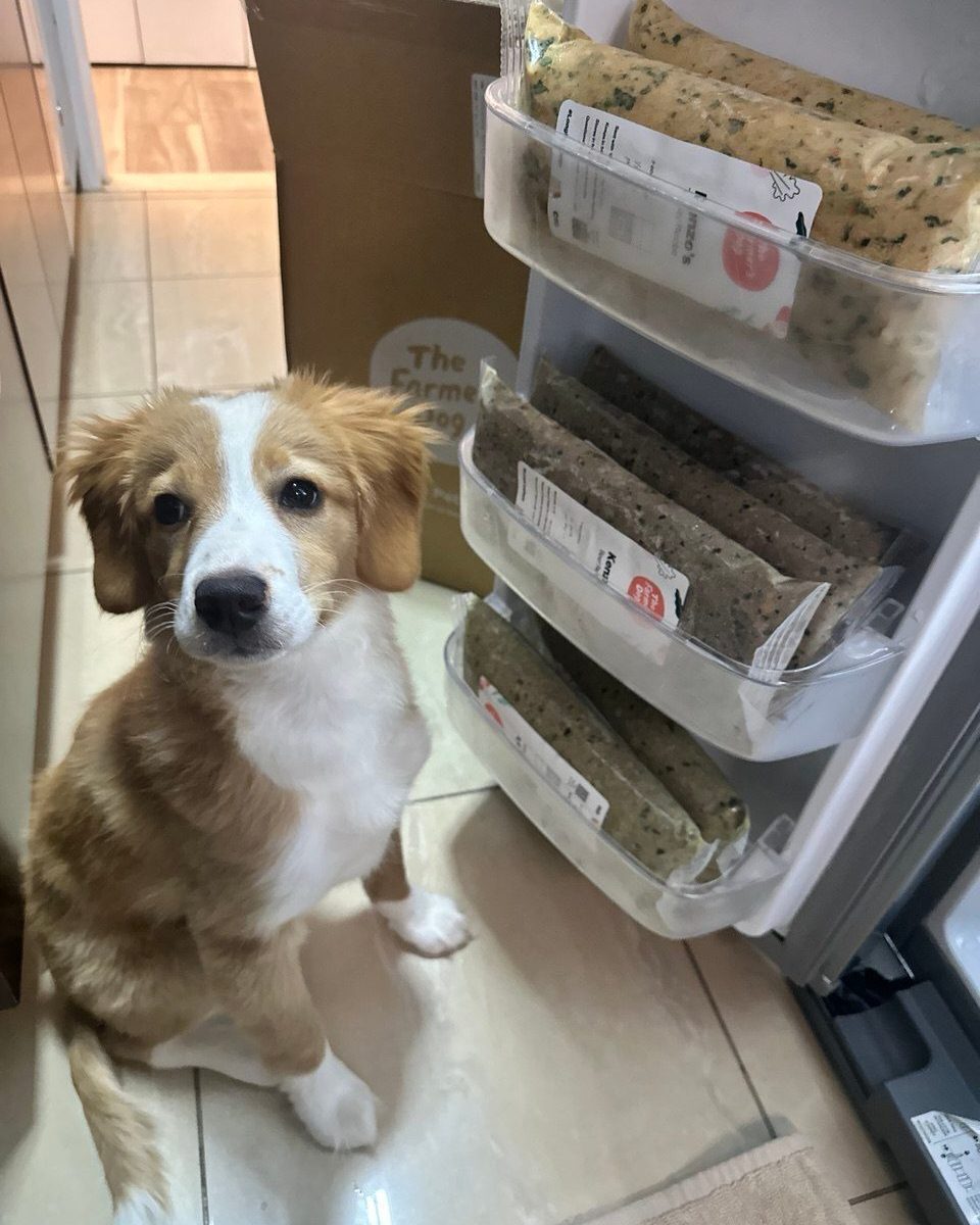 Dog sitting by open refrigerator stocked with The Farmer’s Dog fresh food packs and a delivery box.