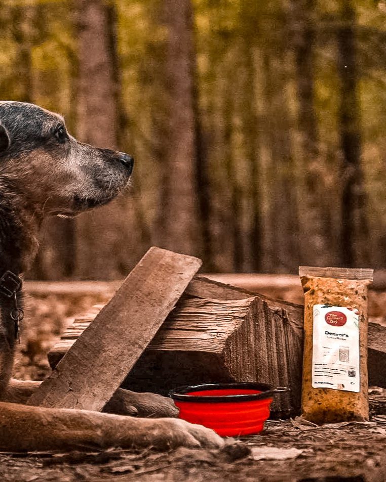 Senior dog in the woods looking at The Farmer’s Dog turkey recipe and red travel bowl by firewood.