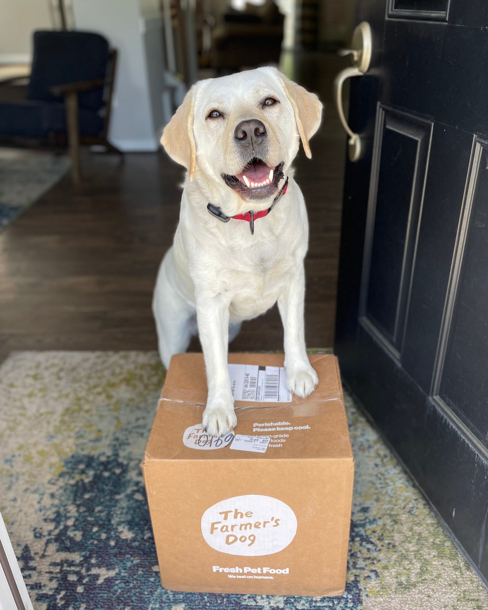 Yellow Labrador Retriever standing on The Farmer’s Dog box at front door, smiling.