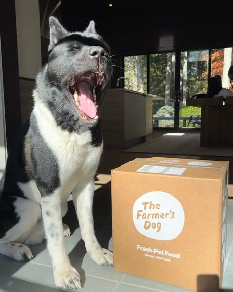 Large black and white dog yawning beside The Farmer’s Dog delivery box inside sunlit modern home.