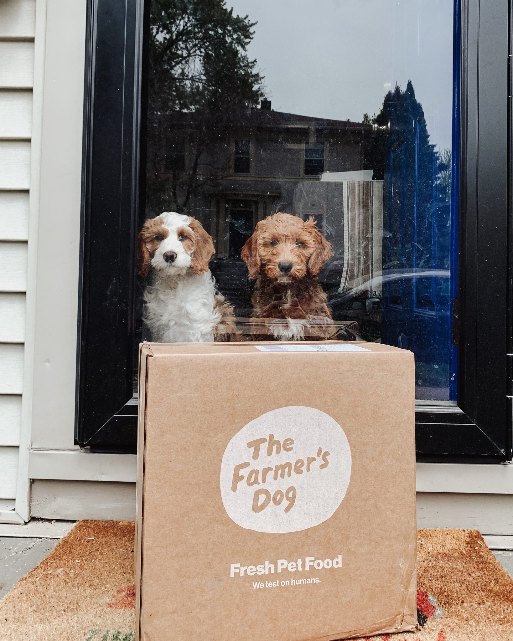 Two puppies watching through a window as The Farmer’s Dog delivery box sits on doormat.