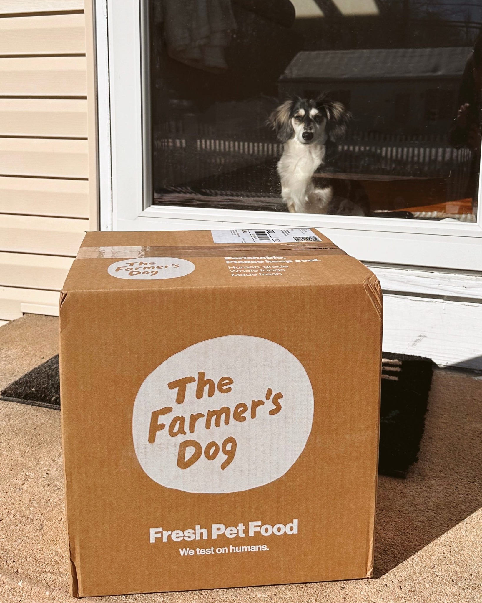 Small dog gazing out window at doorstep where The Farmer’s Dog box is freshly delivered.