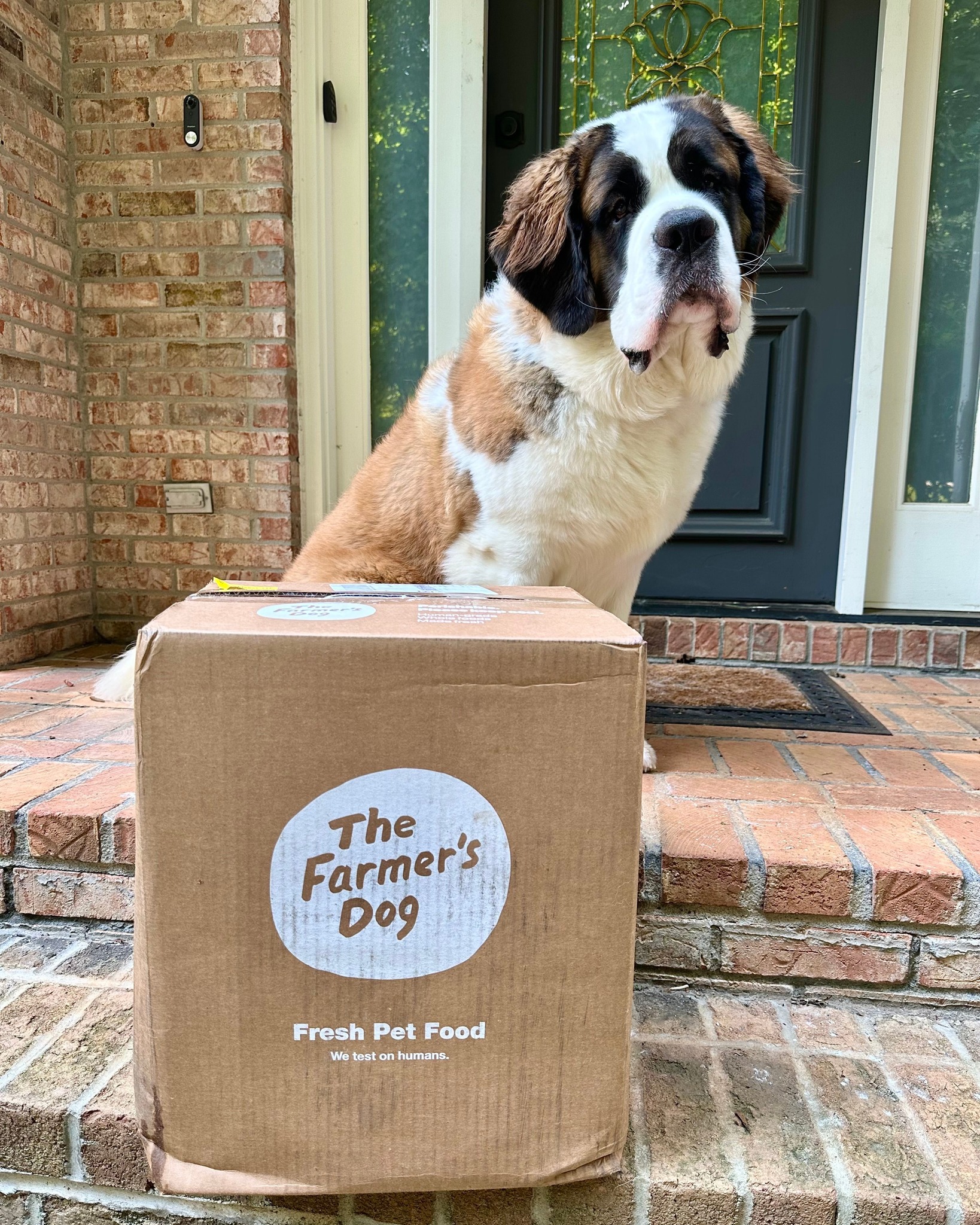 Saint Bernard dog sitting on a front porch next to a large delivery box from The Farmer’s Dog containing fresh pet food.