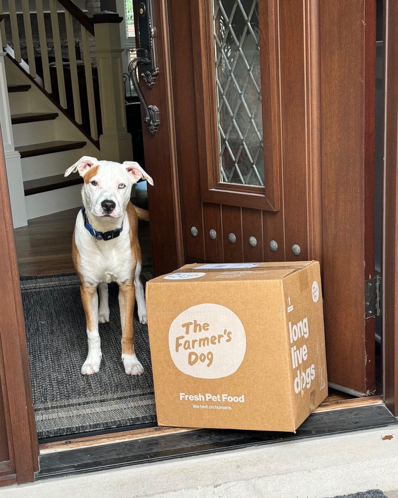 Brown and white dog standing in a doorway beside a freshly delivered box of The Farmer’s Dog pet food labeled “long live dogs.”