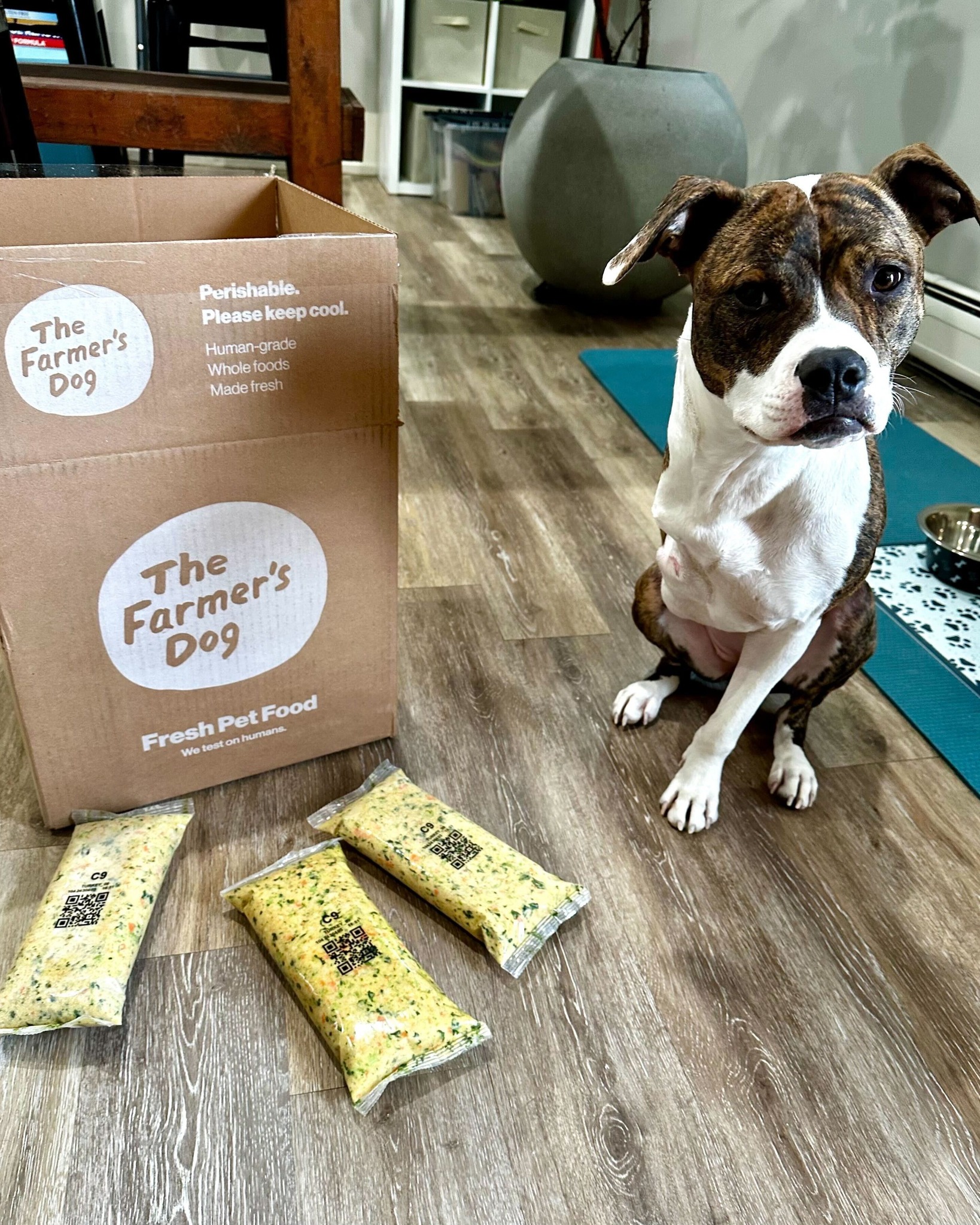 Brindle pit bull mix sitting indoors next to an open box of The Farmer’s Dog meals, with three turkey recipe packs placed on the floor.