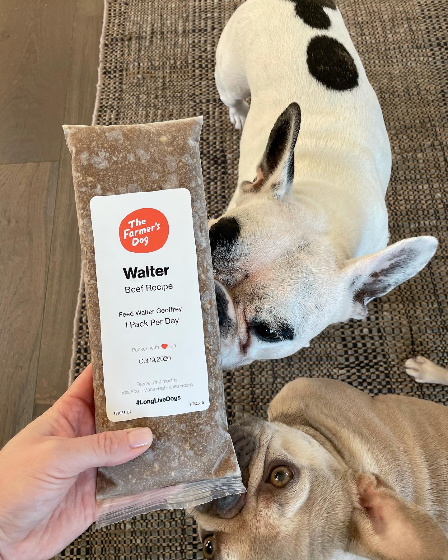 Two curious French bulldogs sniffing a pack of The Farmer’s Dog beef recipe labeled for Walter Geoffrey.