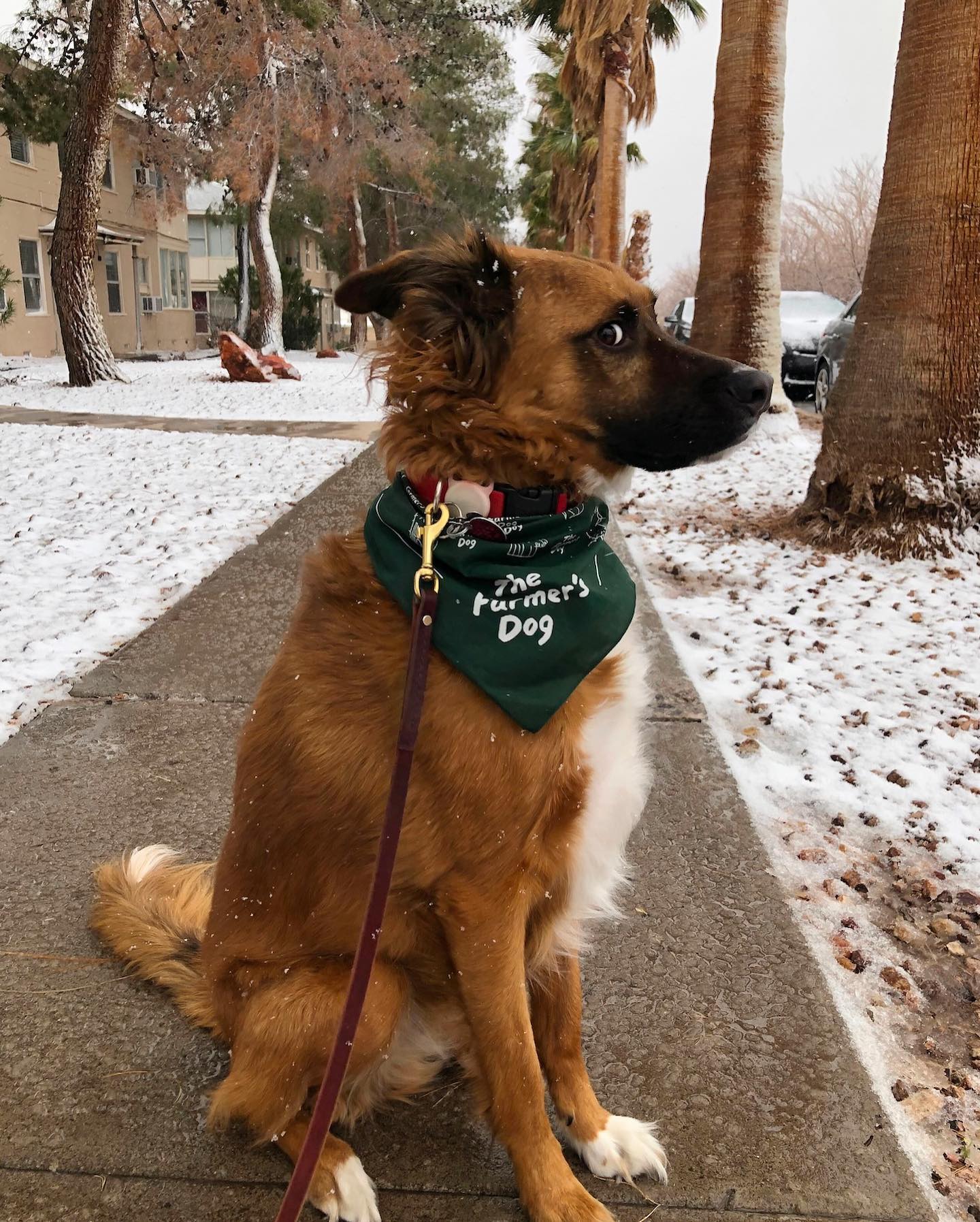 Dog sitting on snowy sidewalk wearing a Farmer’s Dog green bandana.