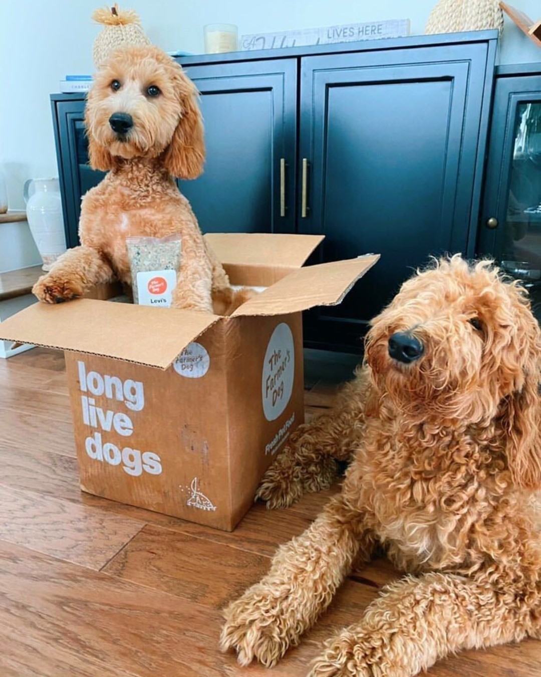 Goldendoodle inside a Farmer’s Dog box next to another Goldendoodle on the floor.