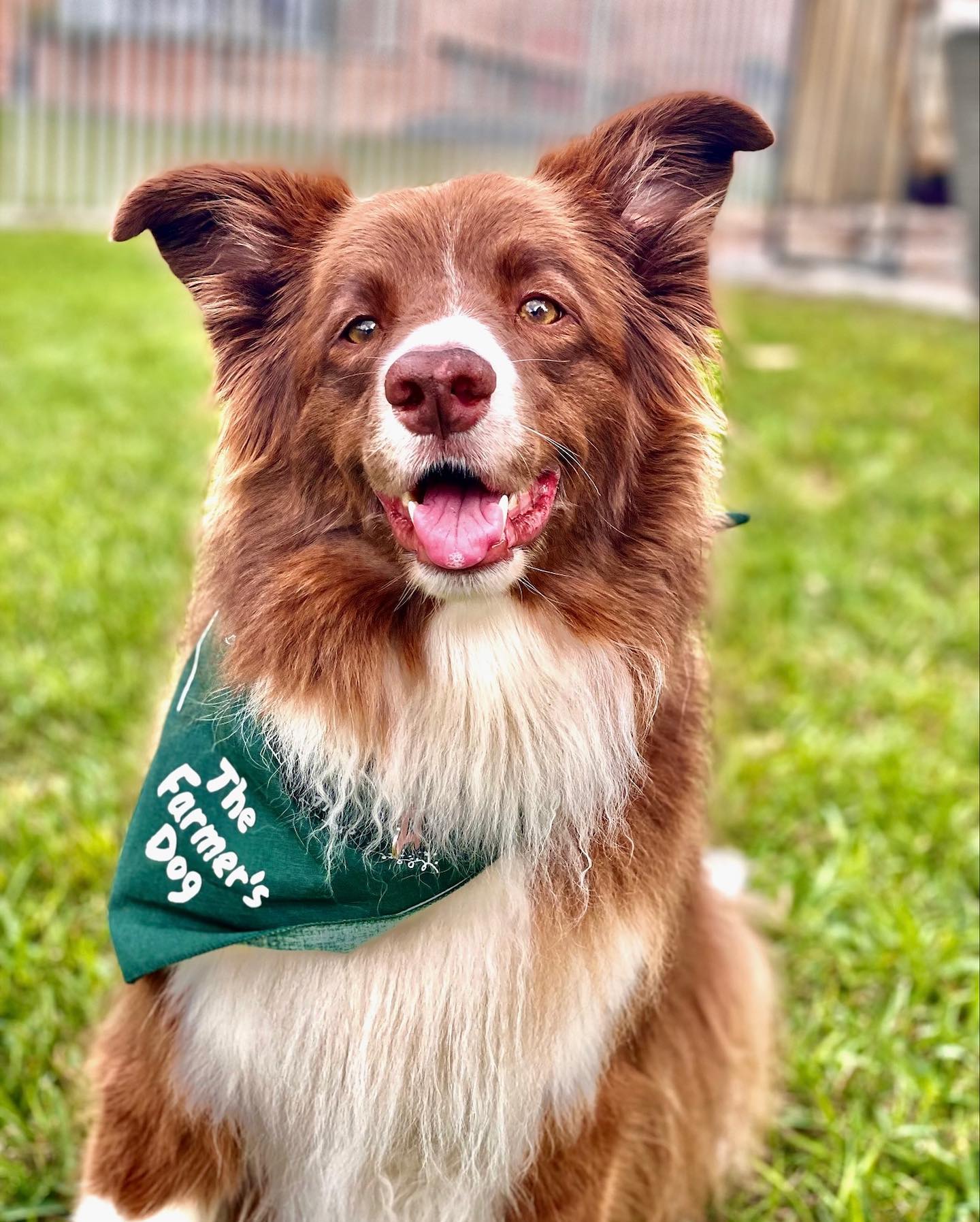 Border Collie with a Farmer’s Dog bandana sitting on green grass.