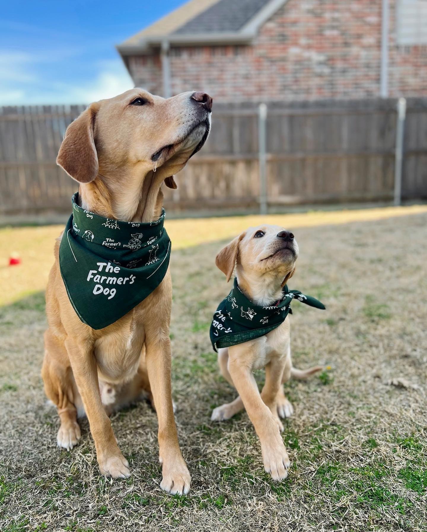 Adult Labrador Retriever and puppy wearing matching Farmer’s Dog bandanas in the backyard.