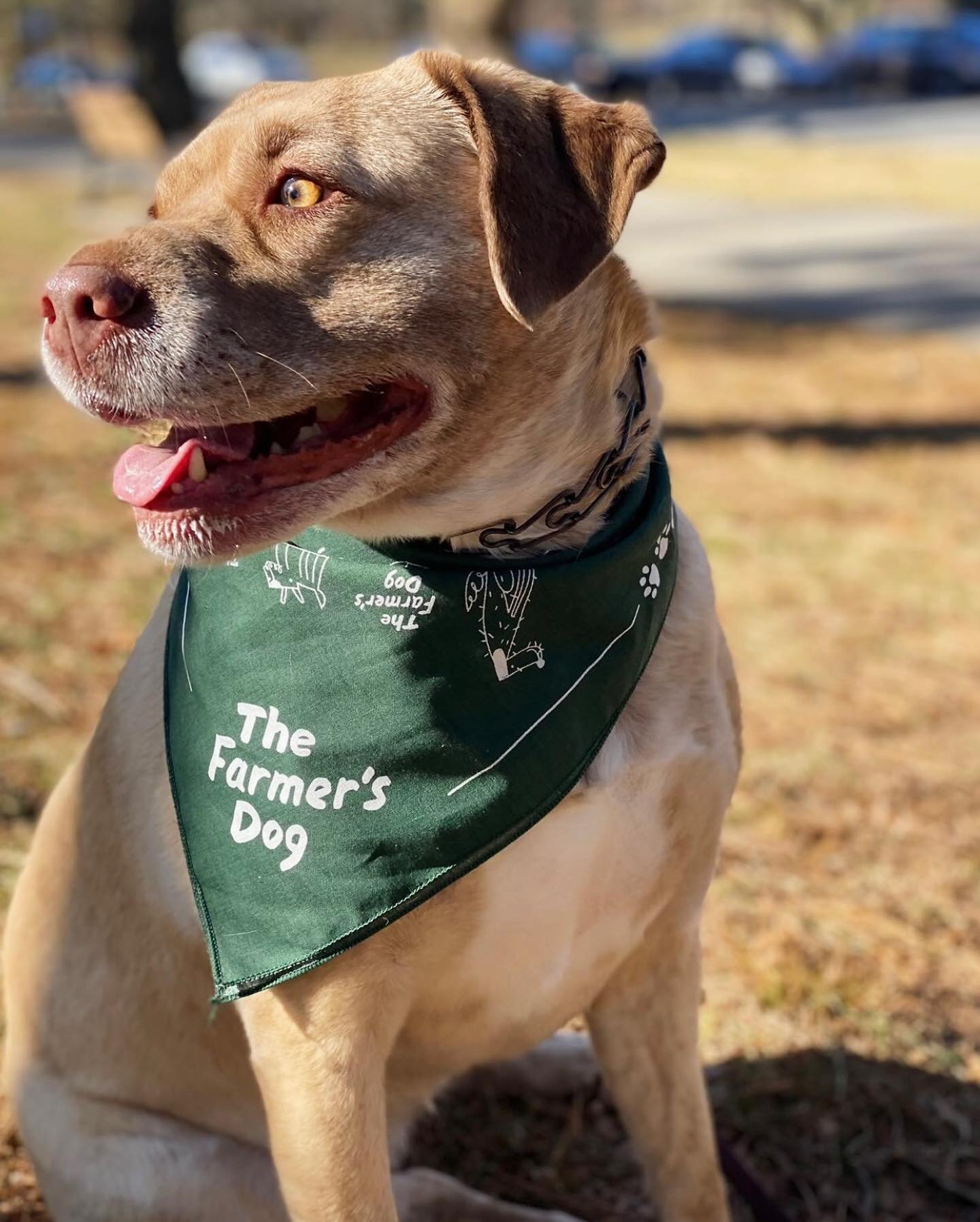 Close-up of a dog wearing a green Farmer’s Dog bandana, sitting outdoors on grass.
