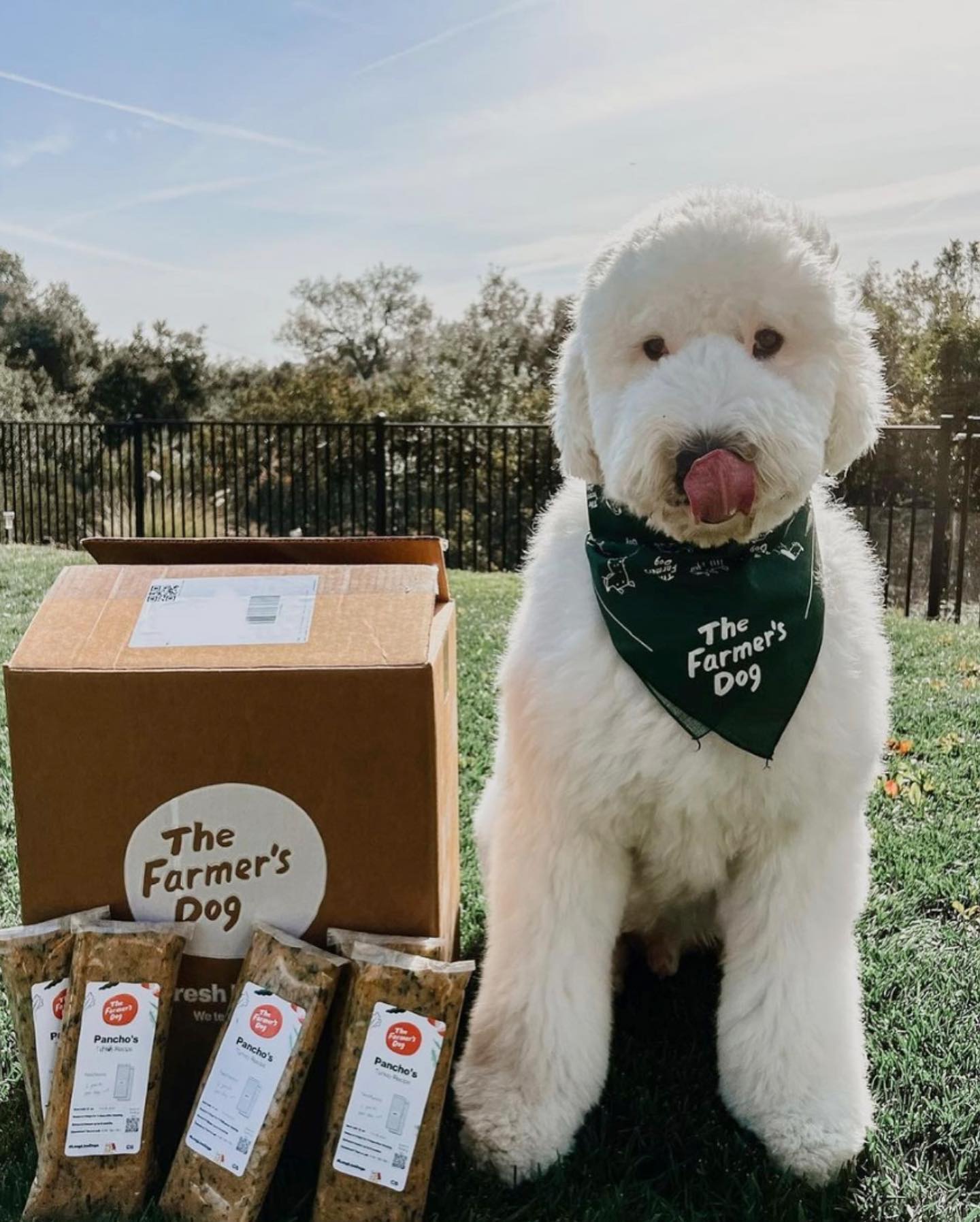 Fluffy white dog wearing a green The Farmer’s Dog bandana sitting next to a box and food packs on the grass