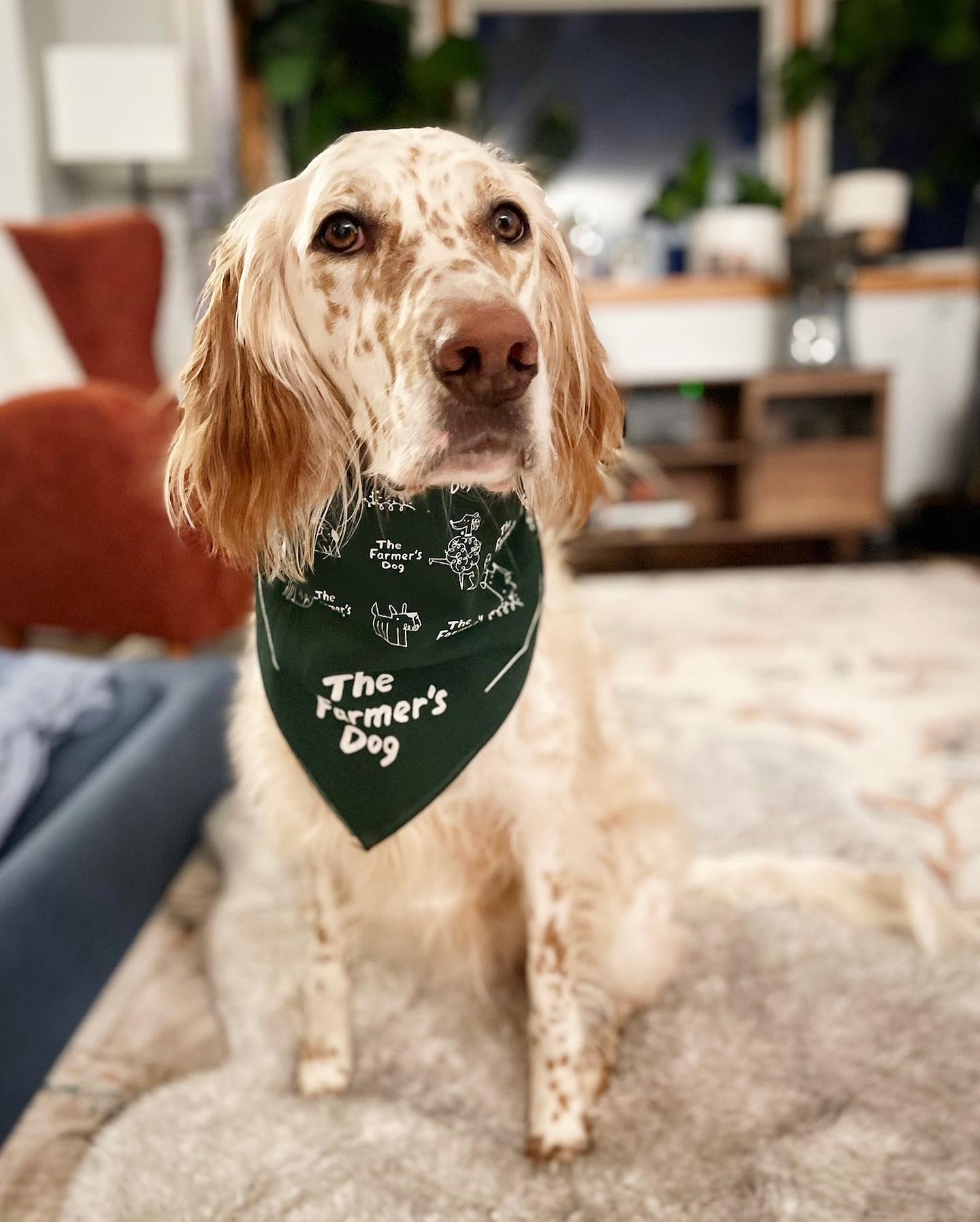 Spotted dog indoors wearing a green The Farmer’s Dog bandana looking attentively at the camera