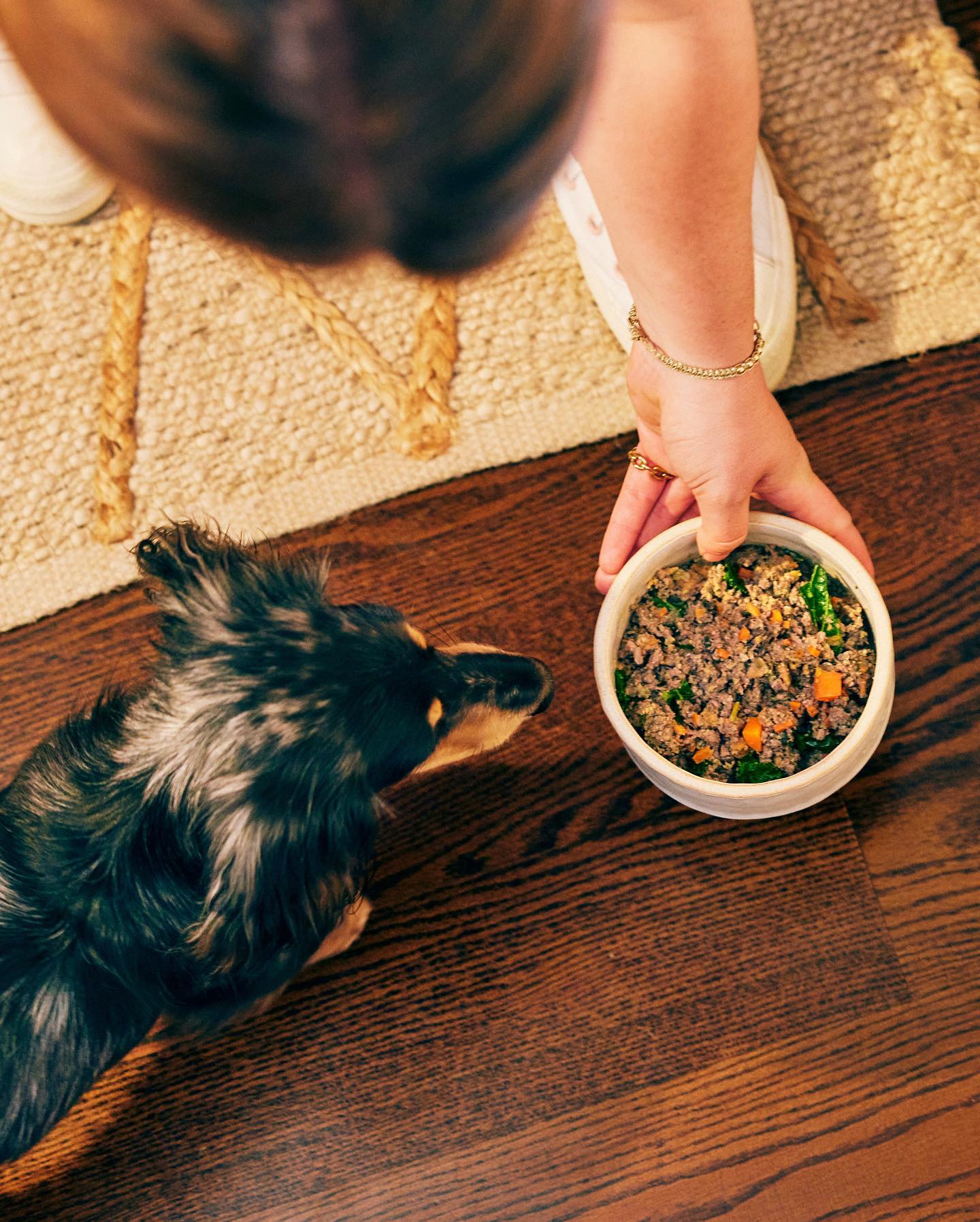 Small dog looking up at a fresh bowl of The Farmer’s Dog food being served
