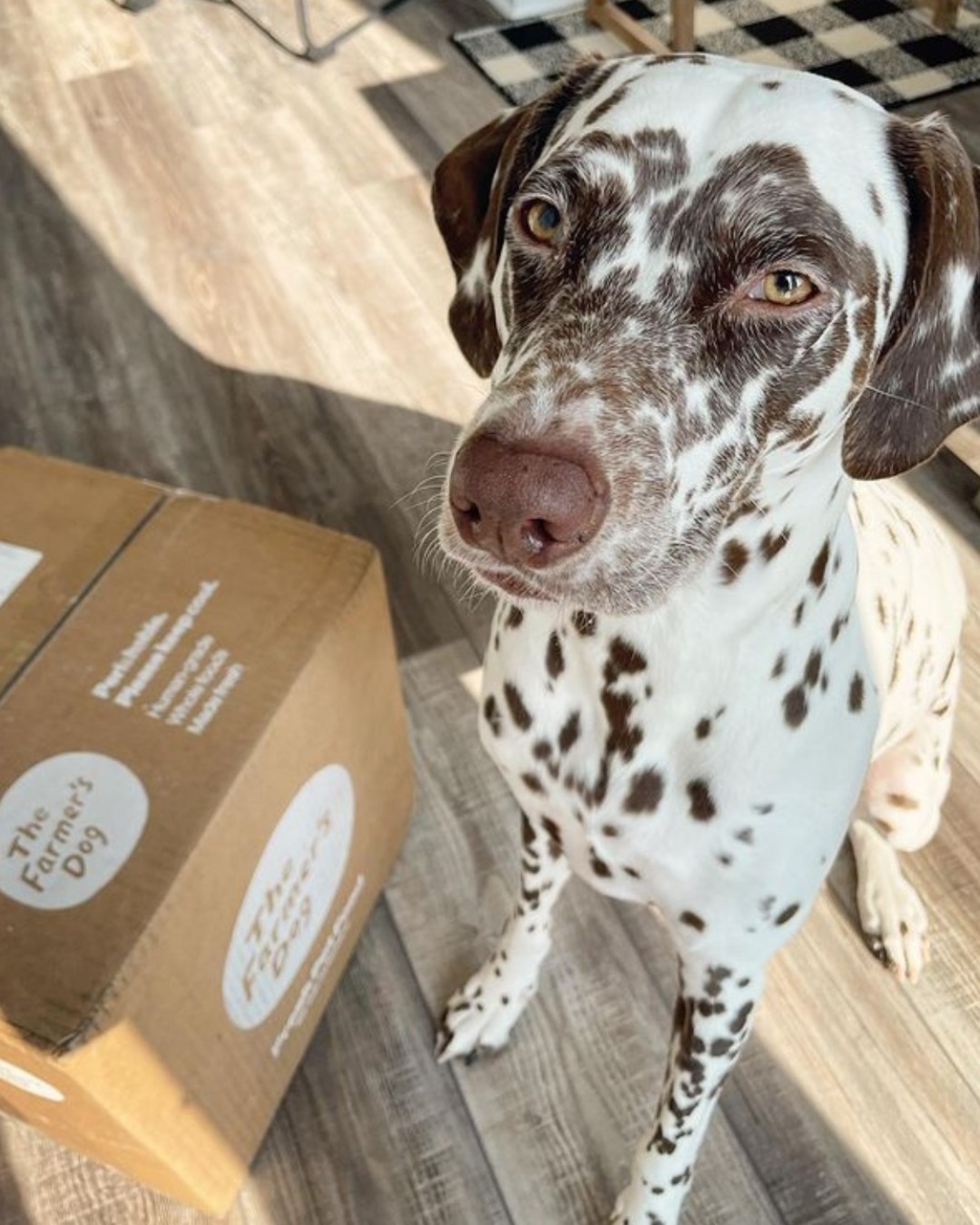Dalmatian dog sitting beside a The Farmer’s Dog delivery box on a wooden floor