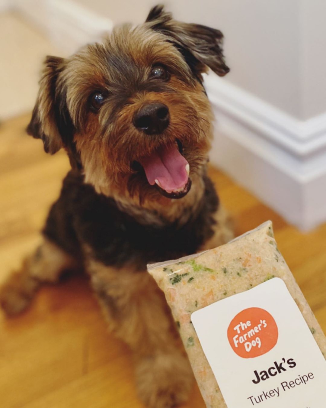 Happy small dog with a bag of Jack’s Turkey Recipe from The Farmer’s Dog