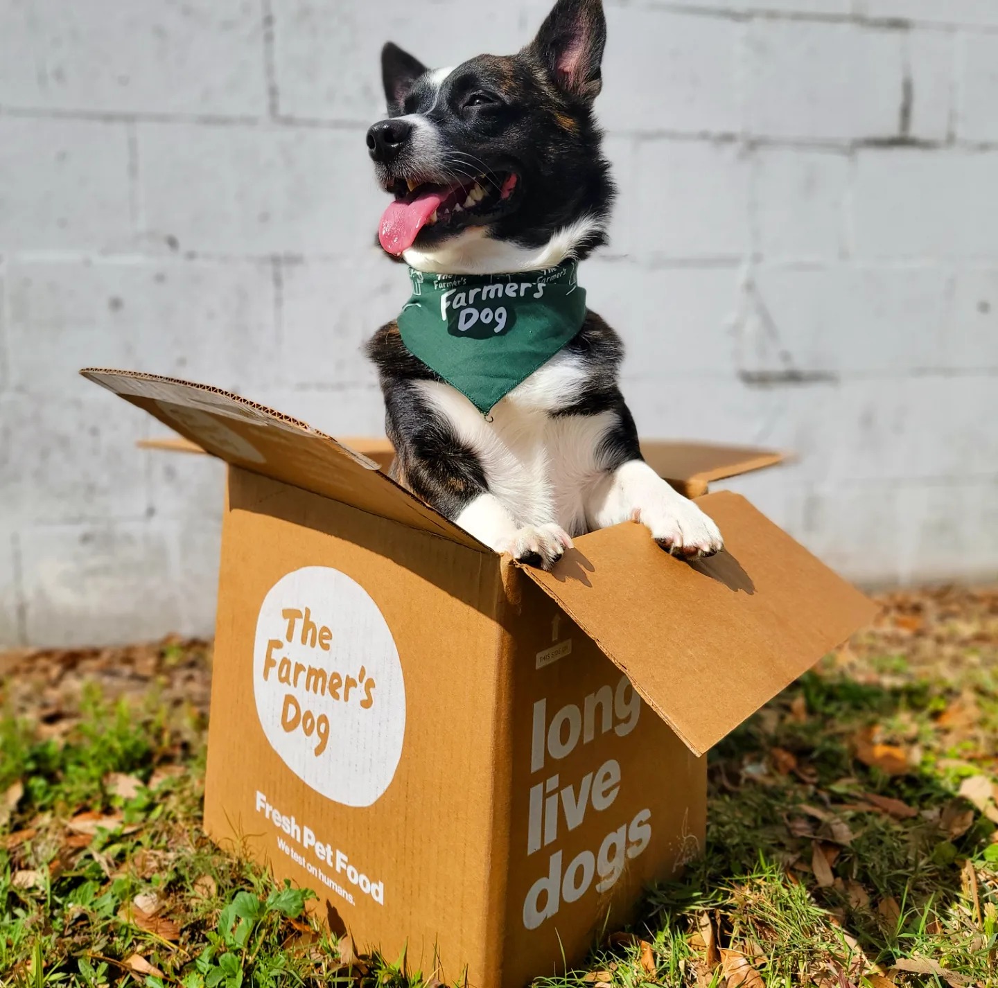 Black and white dog wearing The Farmer’s Dog bandana sitting inside a branded delivery box outdoors