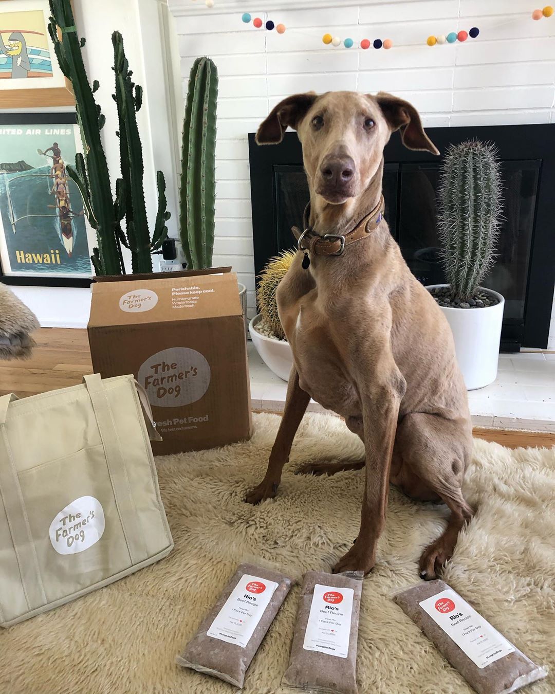 Tall brown dog sitting next to The Farmer’s Dog food packs and insulated tote bag indoors