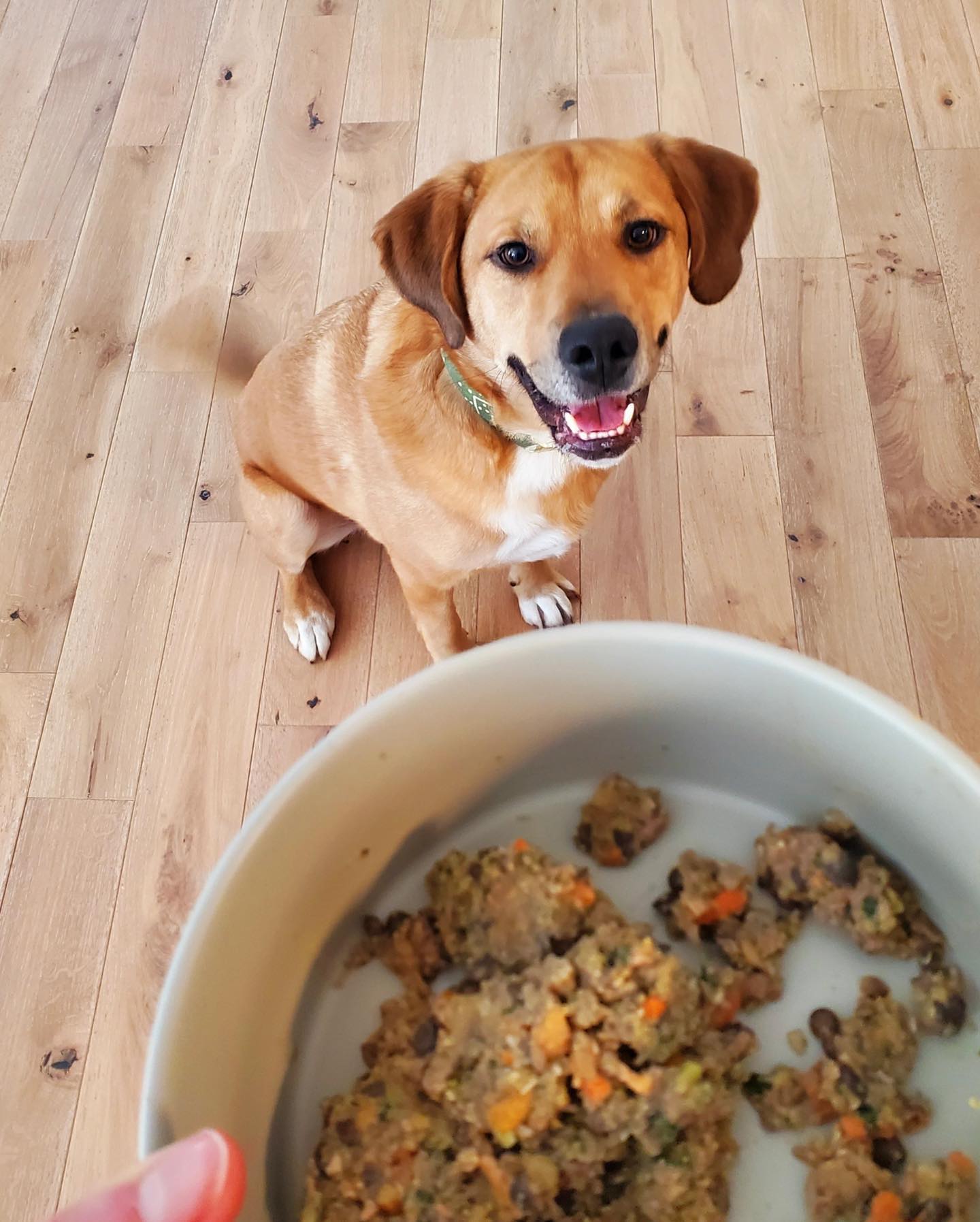 Happy dog sitting on a wooden floor waiting for a bowl of The Farmer’s Dog food