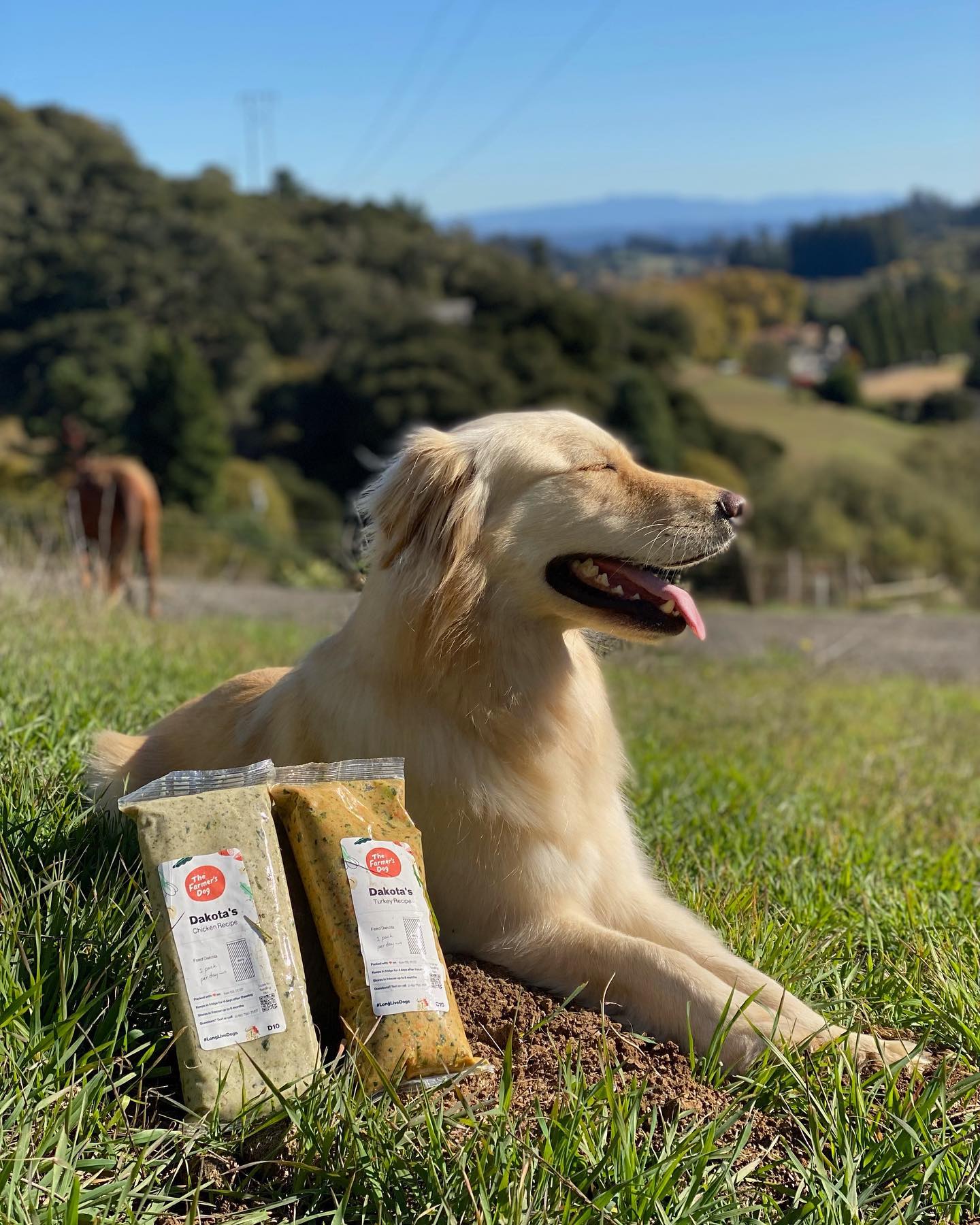 Golden Retriever laying on grass beside two The Farmer's Dog food packs on a sunny day.