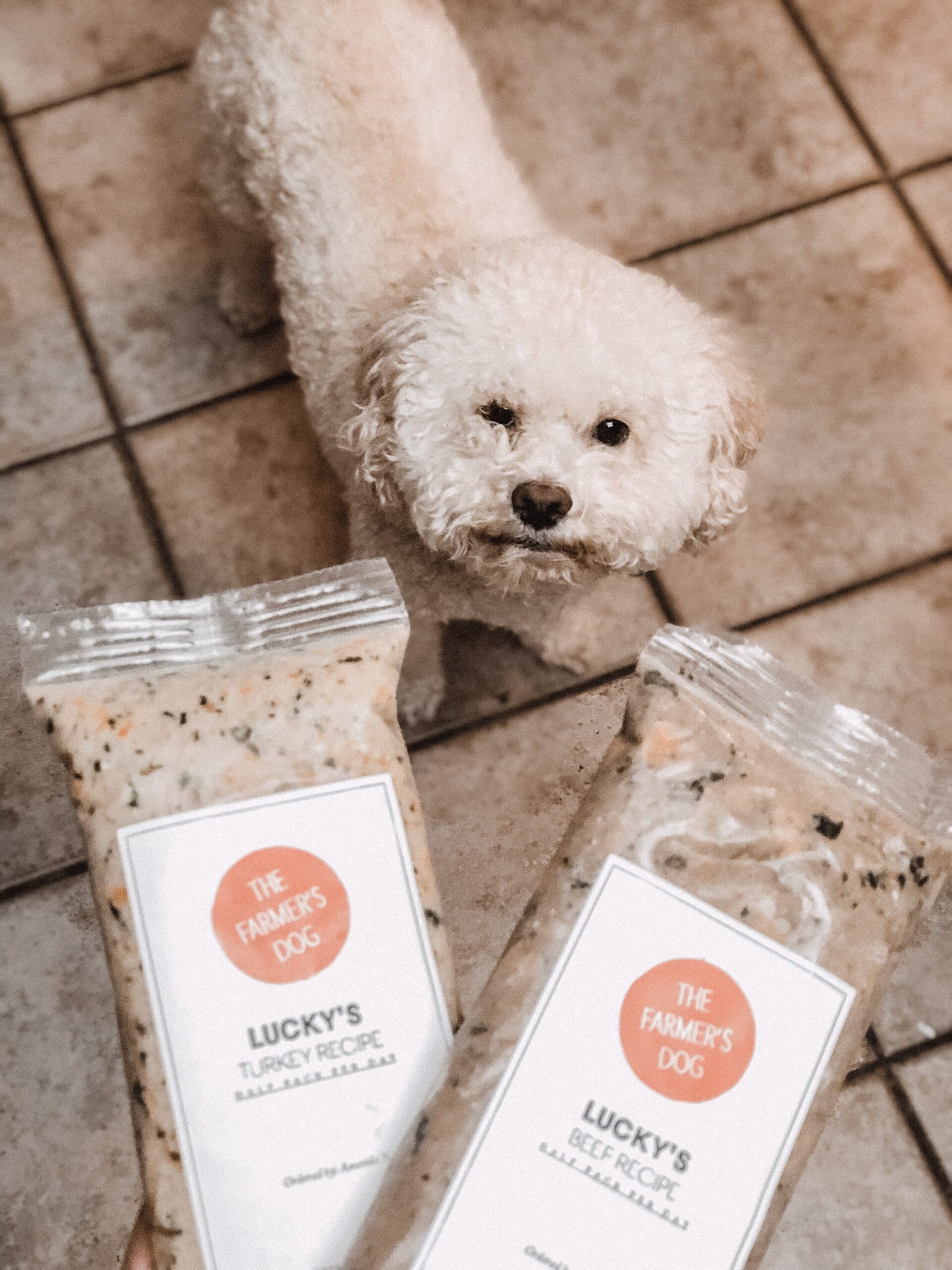 Curly-haired white dog looking at two packs of The Farmer's Dog turkey and beef recipes