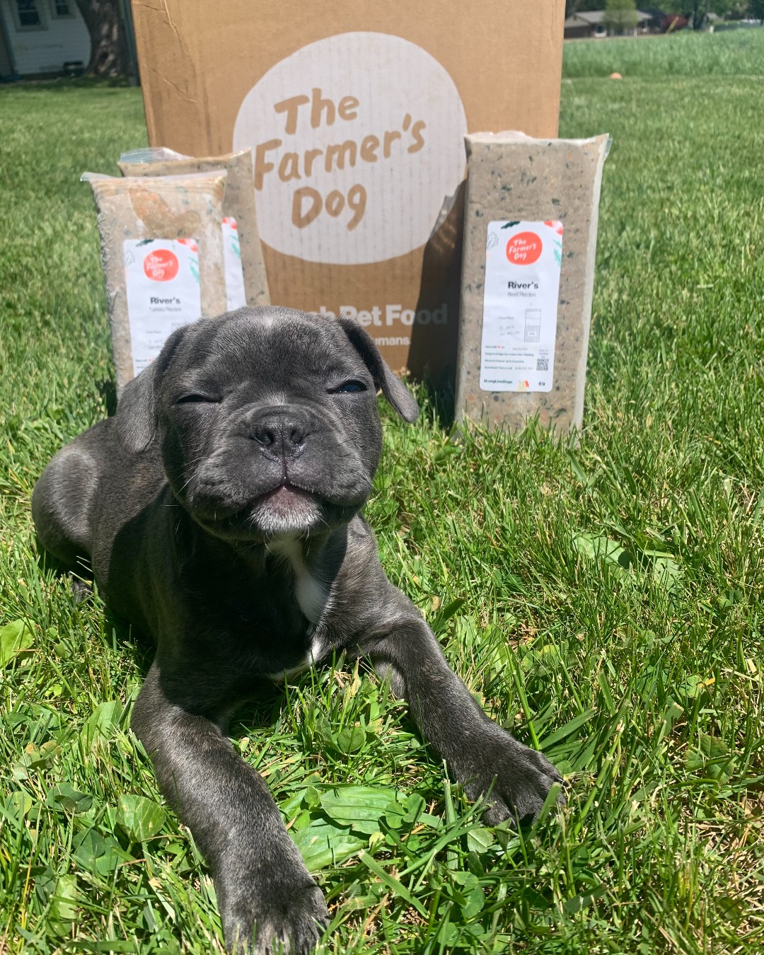 French Bulldog puppy lying on green grass with The Farmer's Dog food and delivery box in the background.