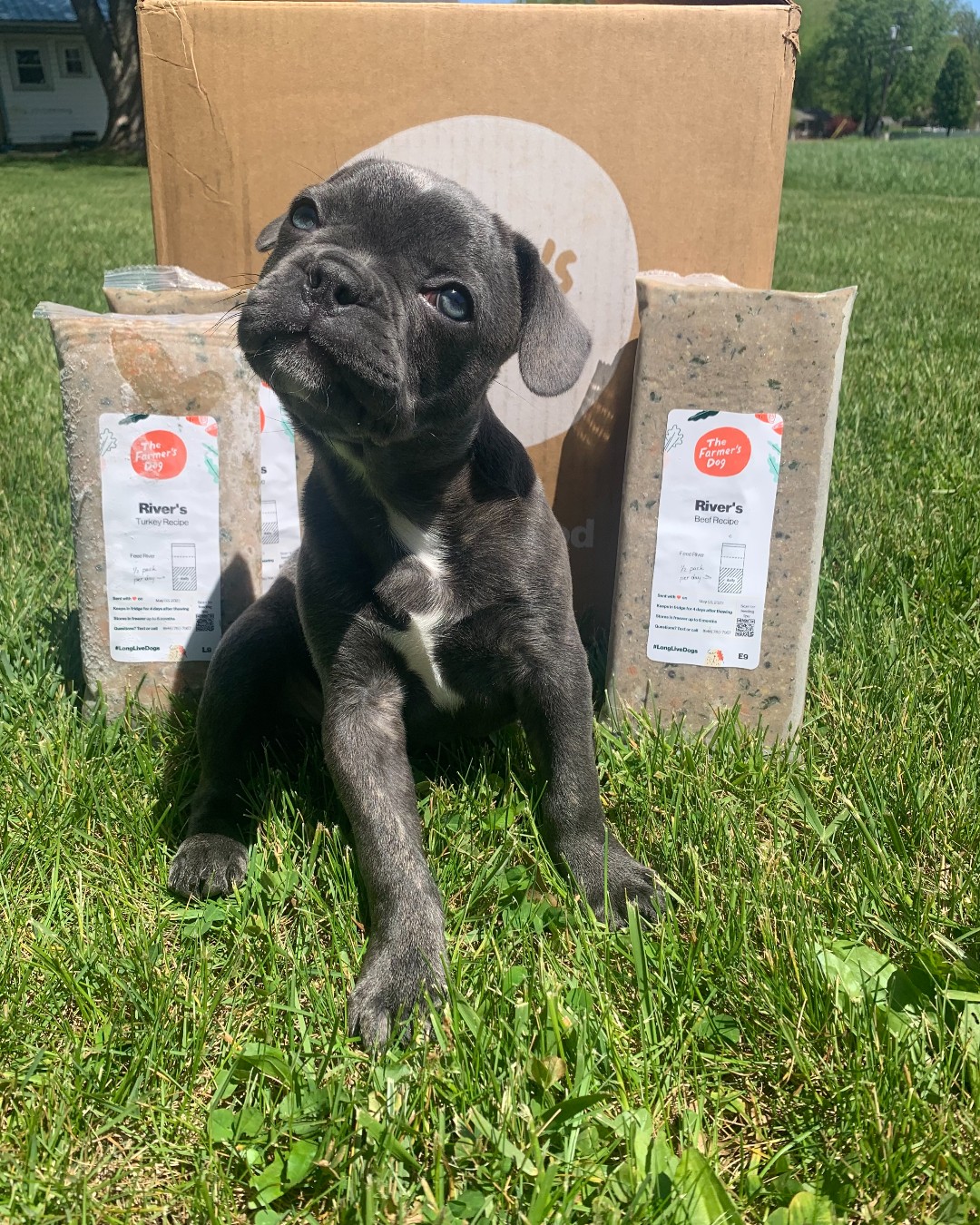 French Bulldog puppy tilting head beside The Farmer's Dog food and box on the lawn.