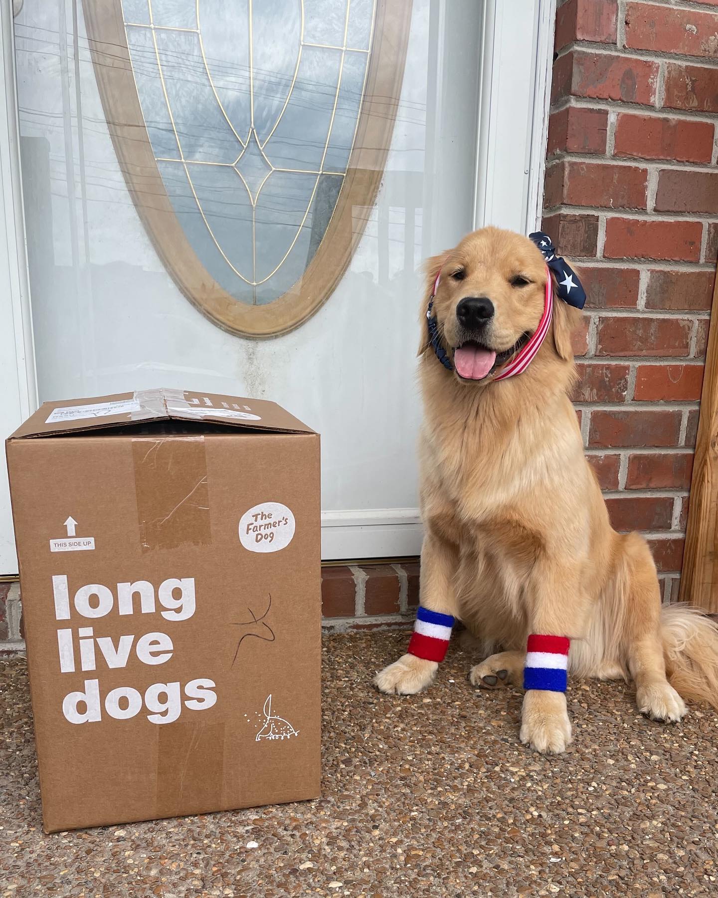 Golden Retriever sitting proudly next to The Farmer's Dog box labeled 'long live dogs' with American flag-themed accessories.