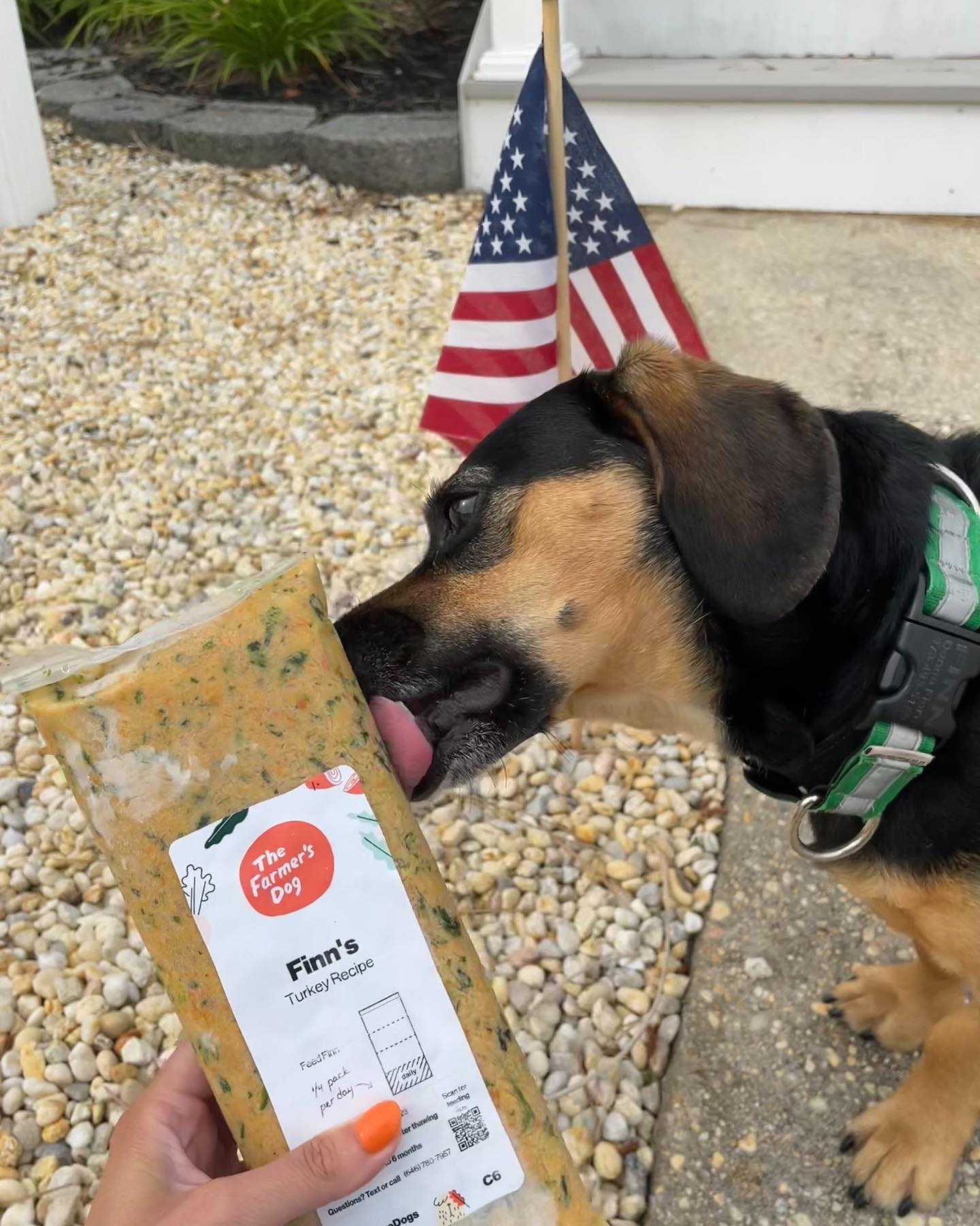 Dog licking a pack of The Farmer's Dog turkey recipe with American flag in the background.