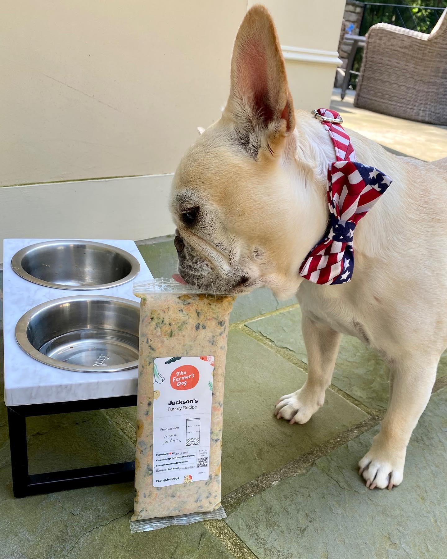 French Bulldog in American flag bowtie sniffing The Farmer's Dog turkey recipe near food bowls.