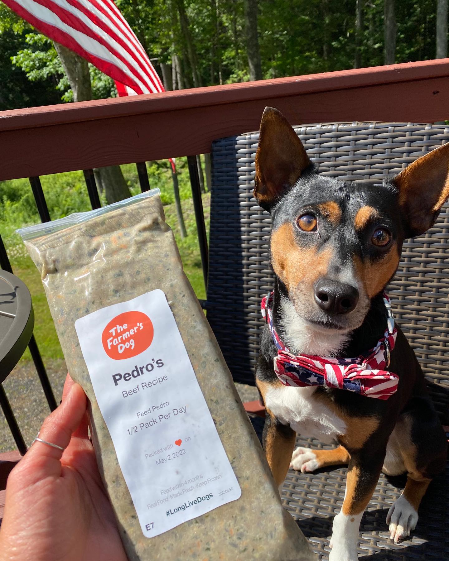 Dog wearing American flag scarf sitting outdoors next to The Farmer's Dog beef recipe pack.