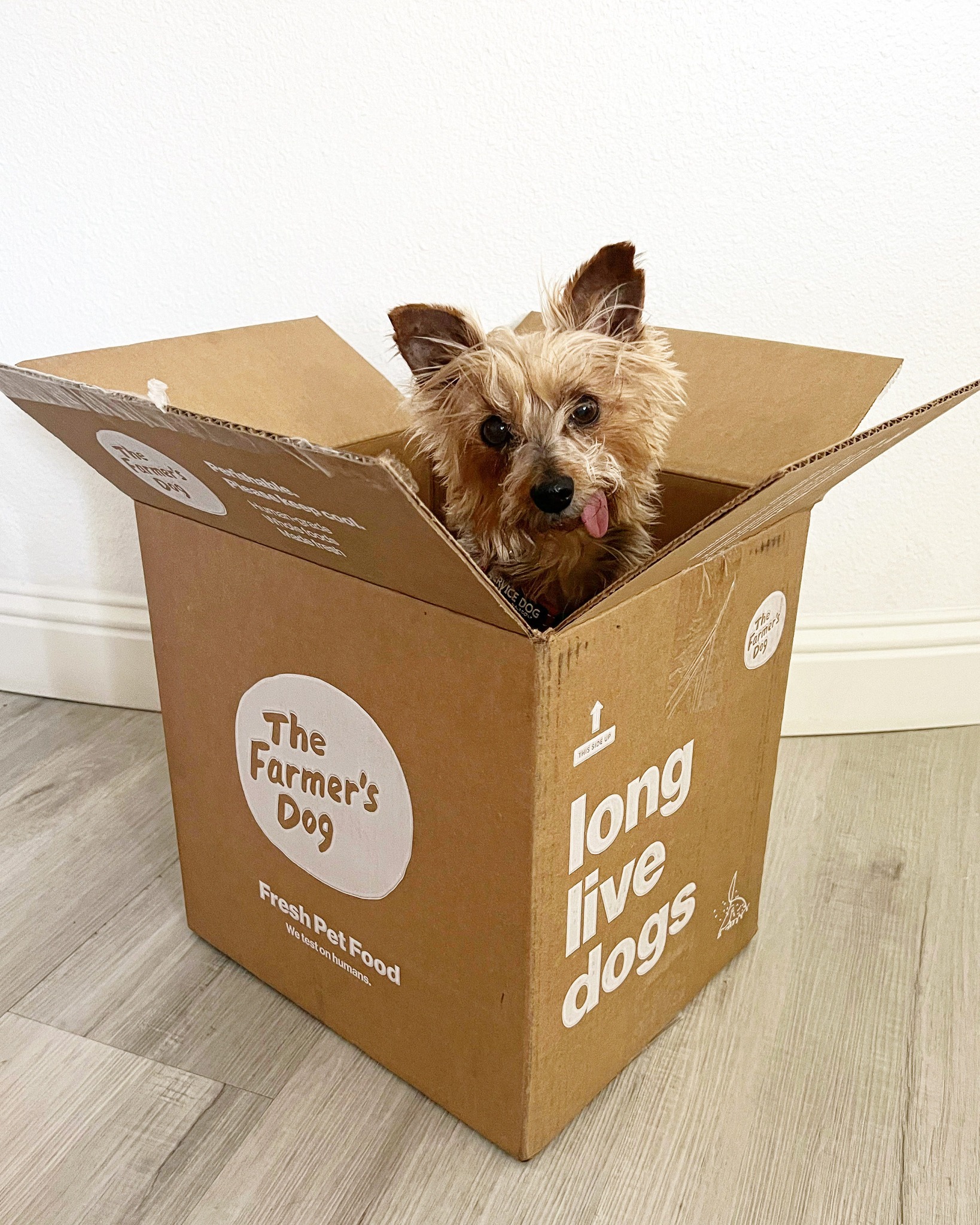 Small dog sitting inside The Farmer's Dog delivery box on wooden floor.
