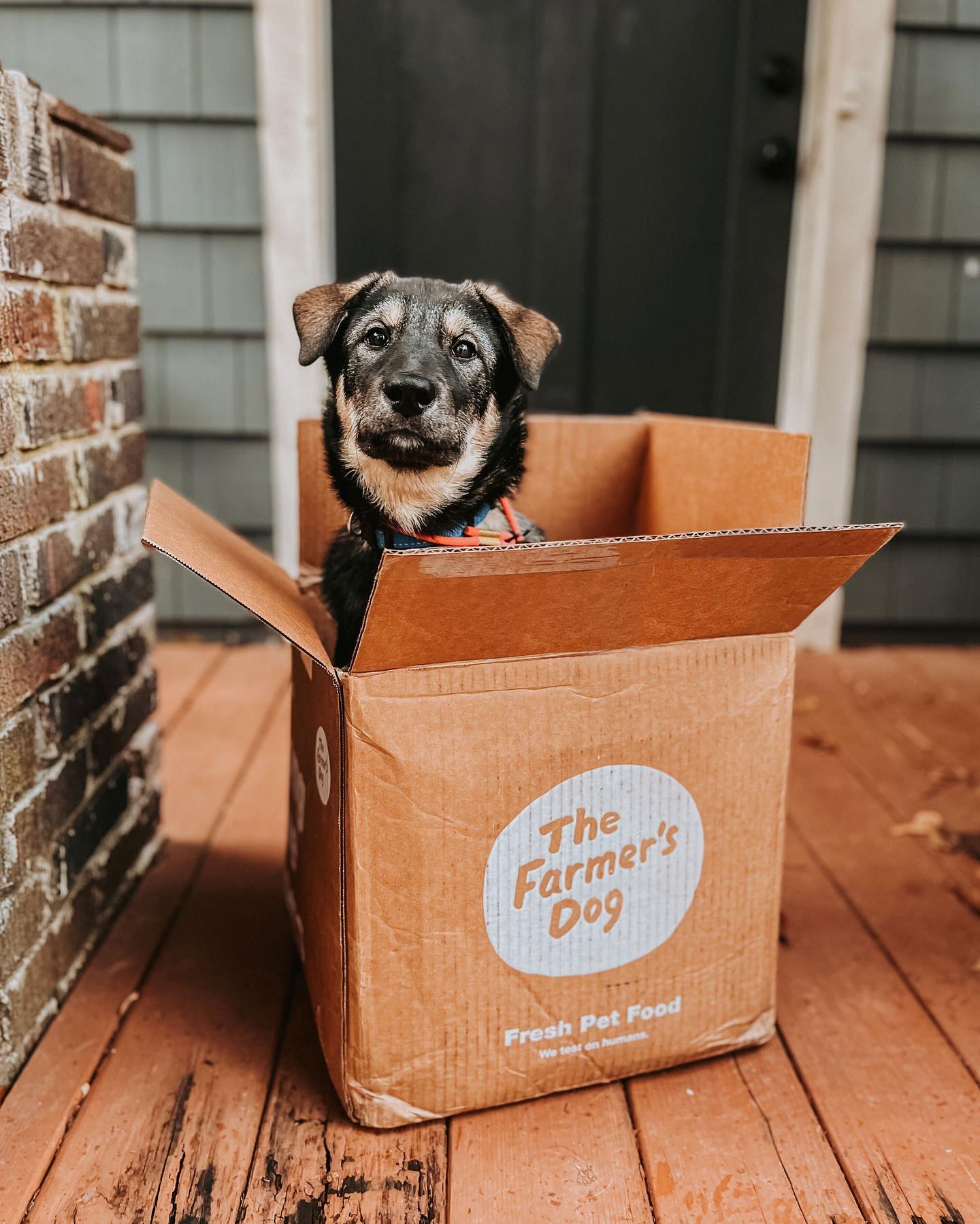 Puppy sitting in The Farmer's Dog delivery box on a wooden porch, looking at the camera.
