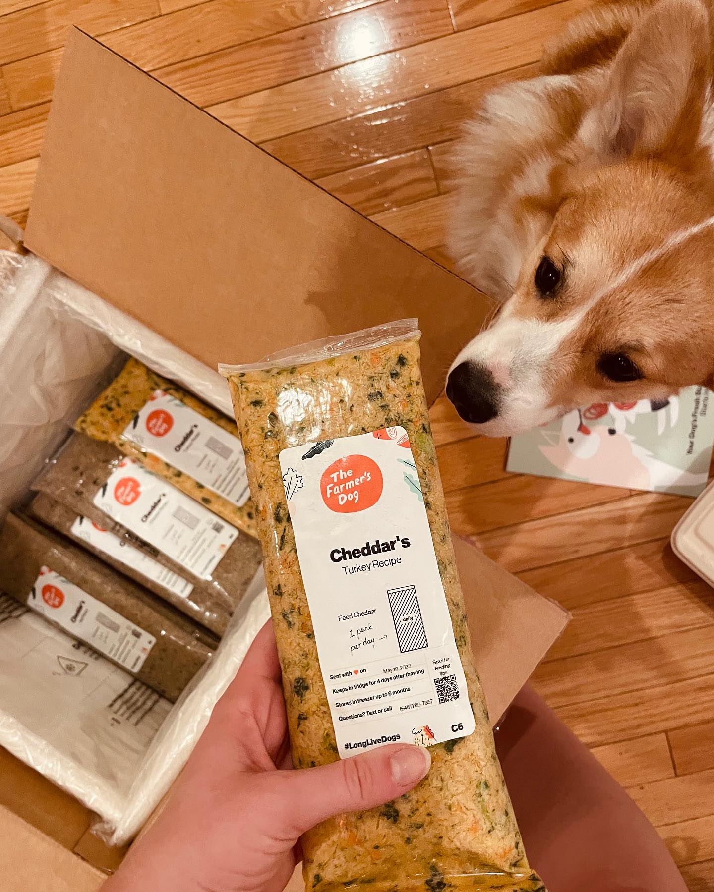 Corgi dog sniffing The Farmer’s Dog Turkey Recipe pack being unboxed on a hardwood floor.