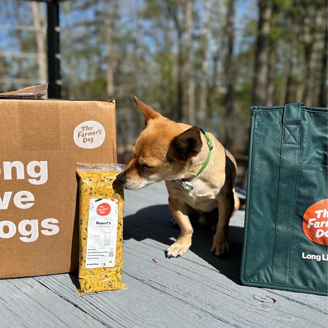 Small dog sniffing The Farmer’s Dog Turkey Recipe pack next to branded box and bag outdoors.