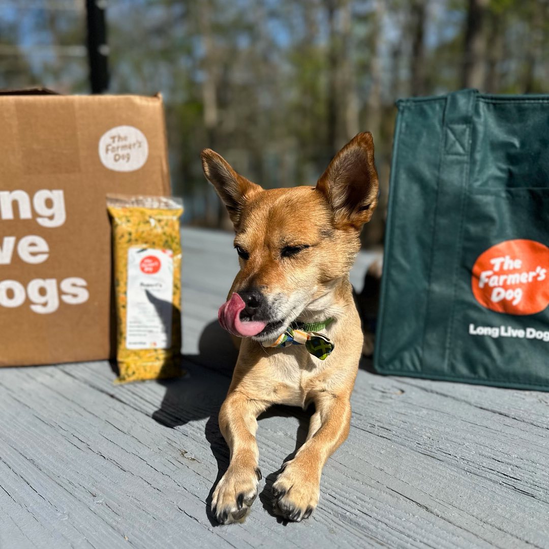 Small dog licking lips beside The Farmer’s Dog Turkey Recipe pack and branded delivery box outdoors.