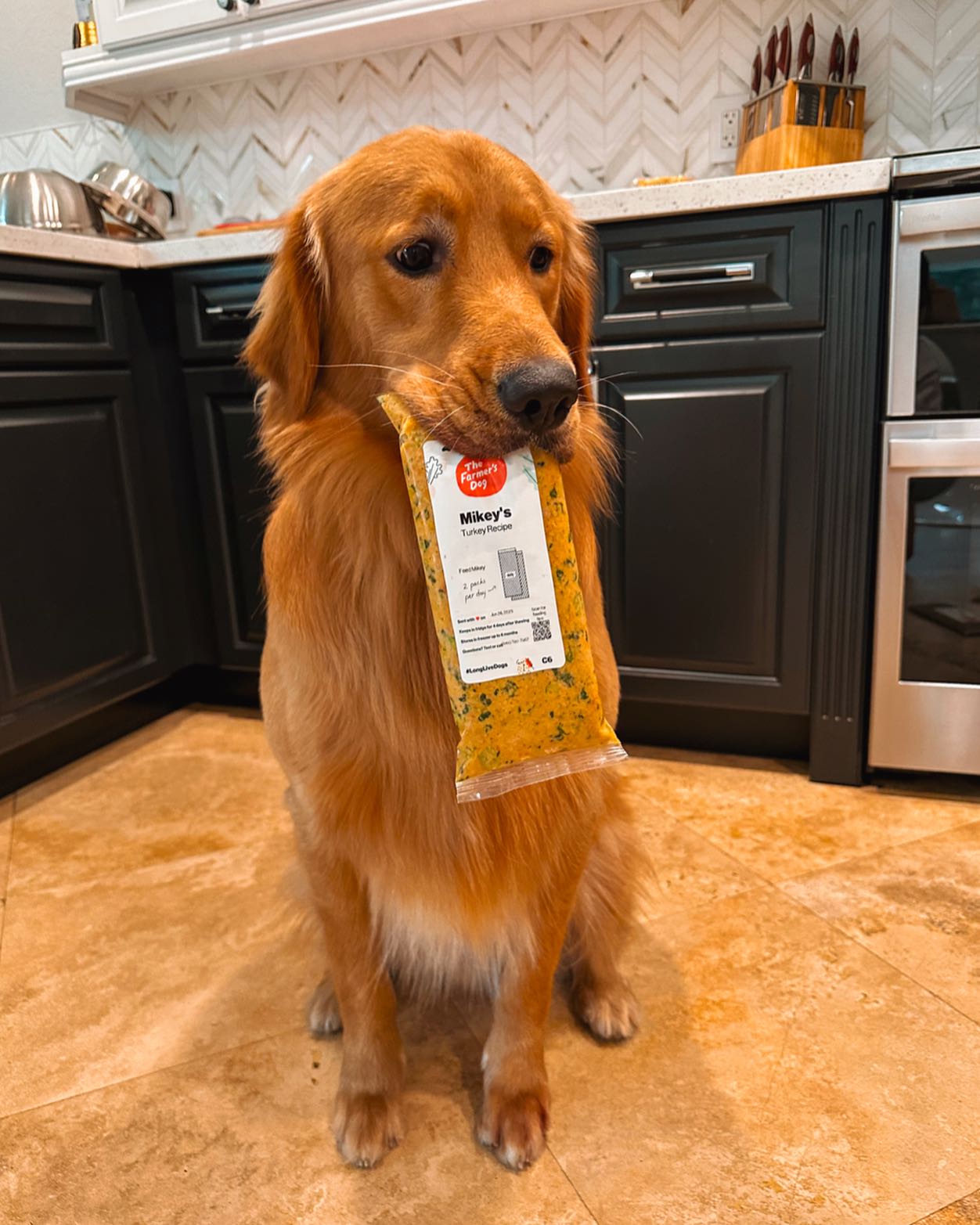 Golden Retriever holding The Farmer’s Dog Turkey Recipe pack in mouth inside modern kitchen.