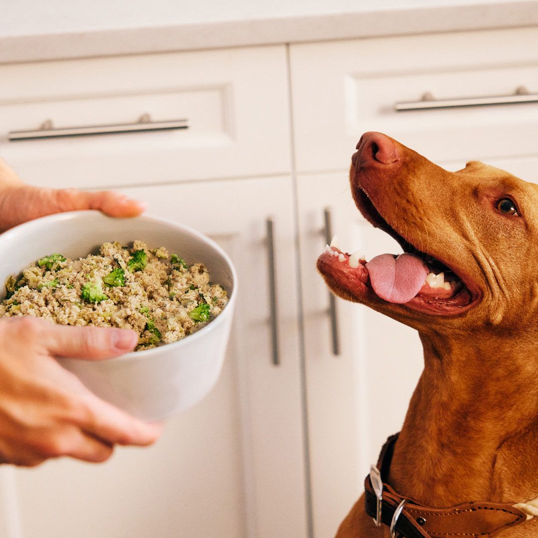 Happy Vizsla dog looking at a bowl of The Farmer’s Dog fresh pet food in a bright kitchen.