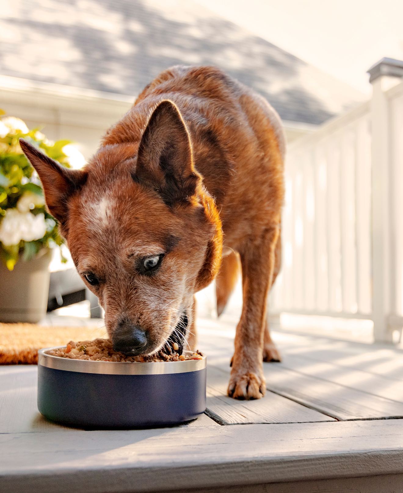 Australian Cattle Dog eating The Farmer’s Dog fresh food from a stainless steel bowl outdoors.