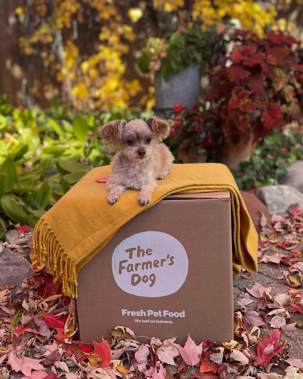 Tiny dog sitting on The Farmer’s Dog branded box surrounded by colorful autumn leaves.