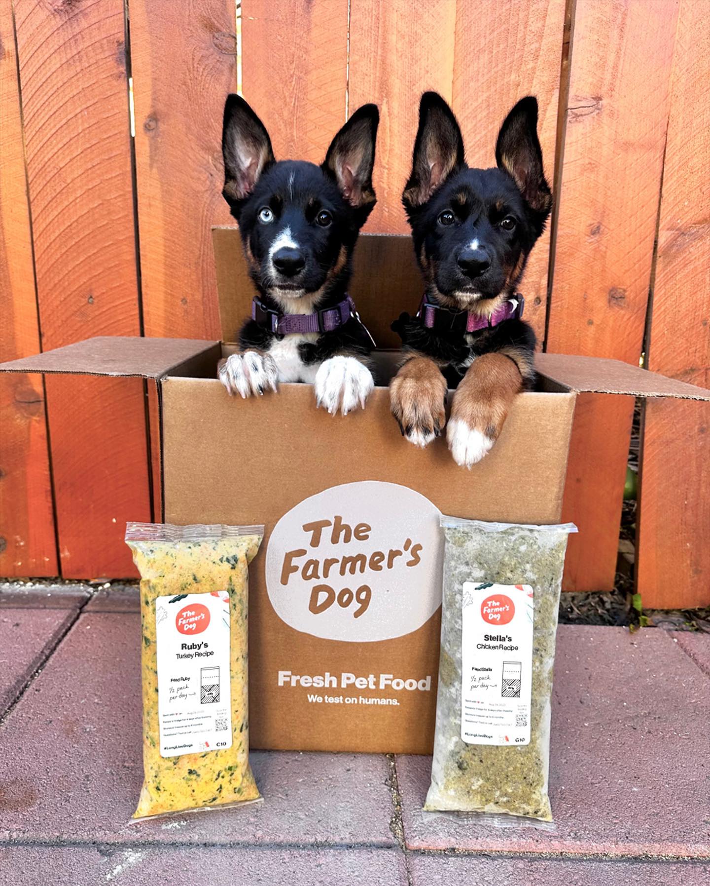 Two puppies sitting inside The Farmer’s Dog box with Turkey and Chicken Recipe packs in front.