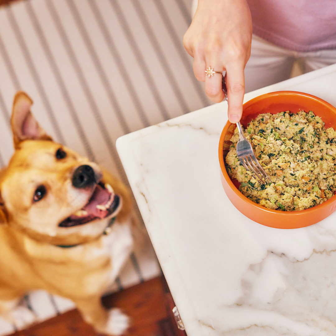 Dog eagerly watching The Farmer’s Dog fresh food being served into a bowl.