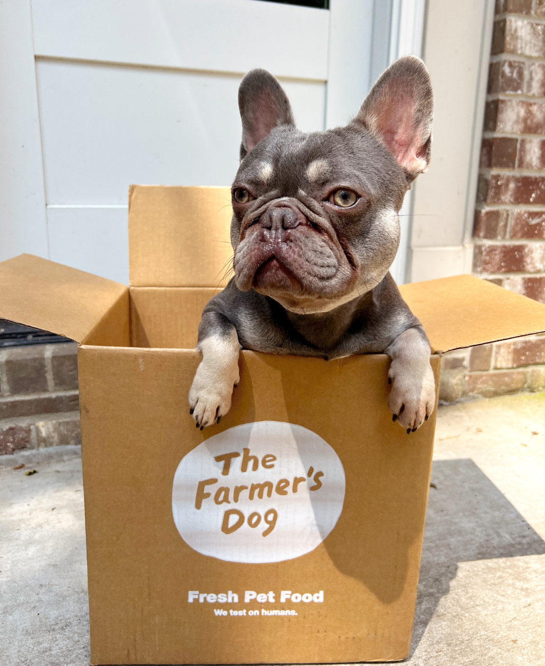 French Bulldog sitting in a The Farmer’s Dog box outside a house entrance.