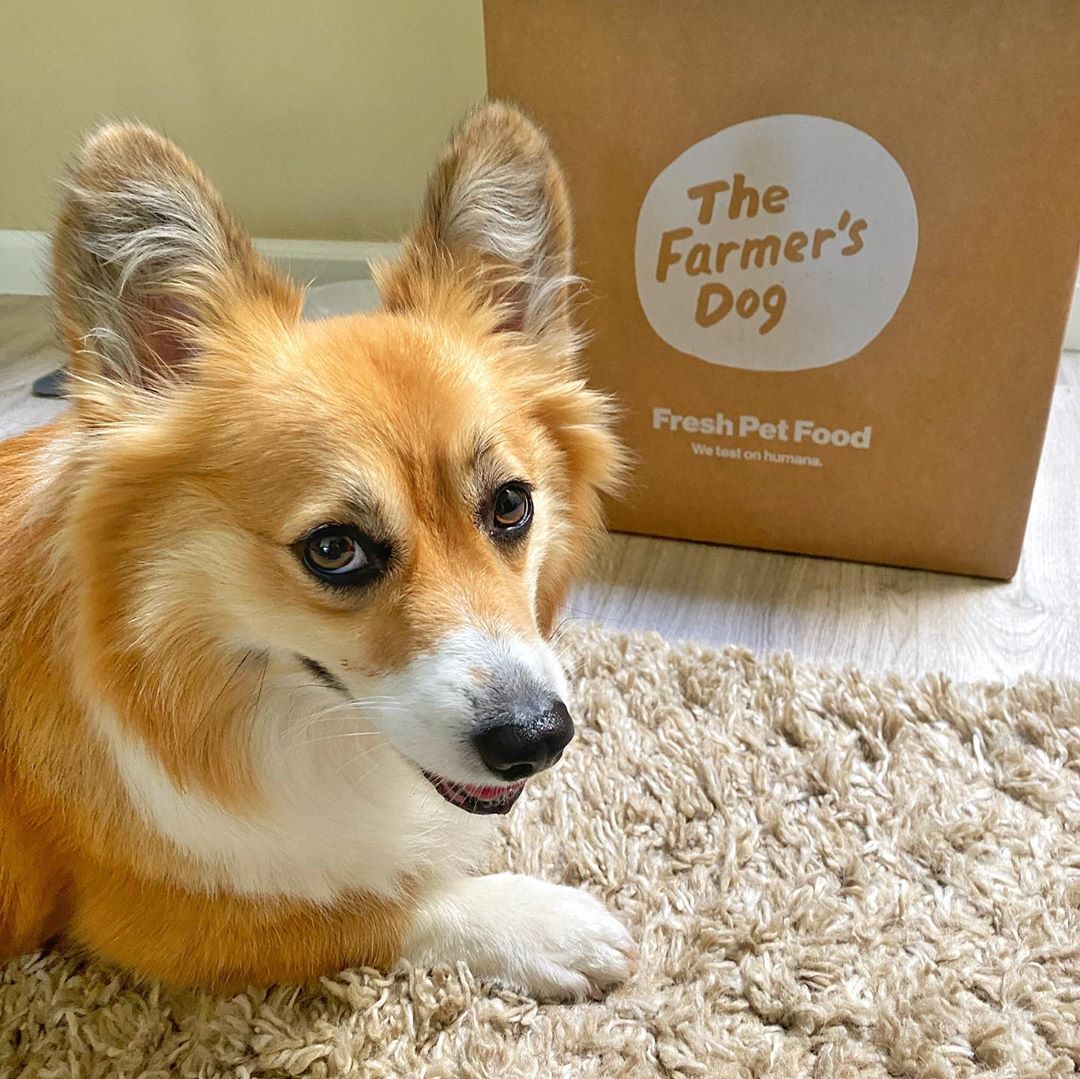 Corgi sitting on a rug next to The Farmer's Dog fresh pet food delivery box